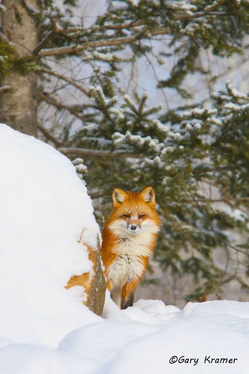 Red Fox (Vulpes fulva) - NMFr#425d