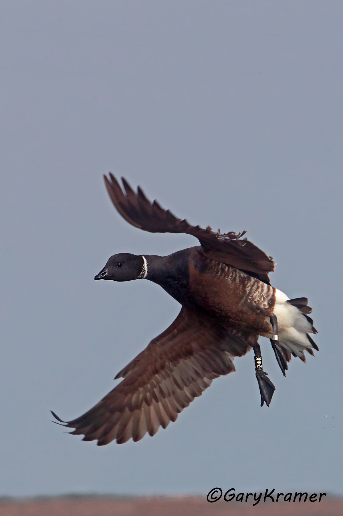 Black (Pacific) Brant (Branta bernicla nigricans) Black (Pacific) Brant (Branta bernicla nigricans) - NBWBp#948d(3)
