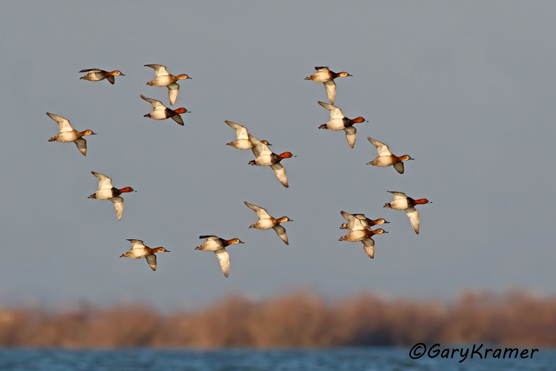 Common Pochard (Aythya ferina)  Common Pochard (Aythya ferina) - EBWP#048d