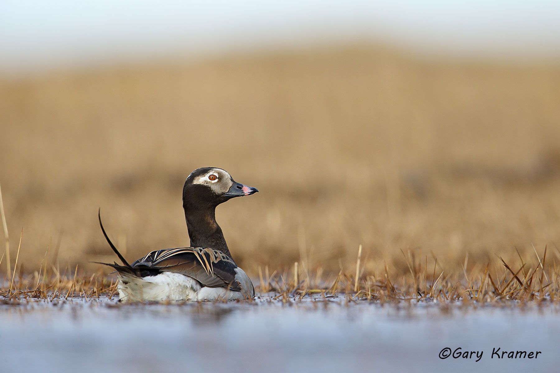 Long-tailed Duck  (summer) (Clangula hyemalis) Long-tailed Duck (summer) (Clangula hyemalis) - NBWOs#176d