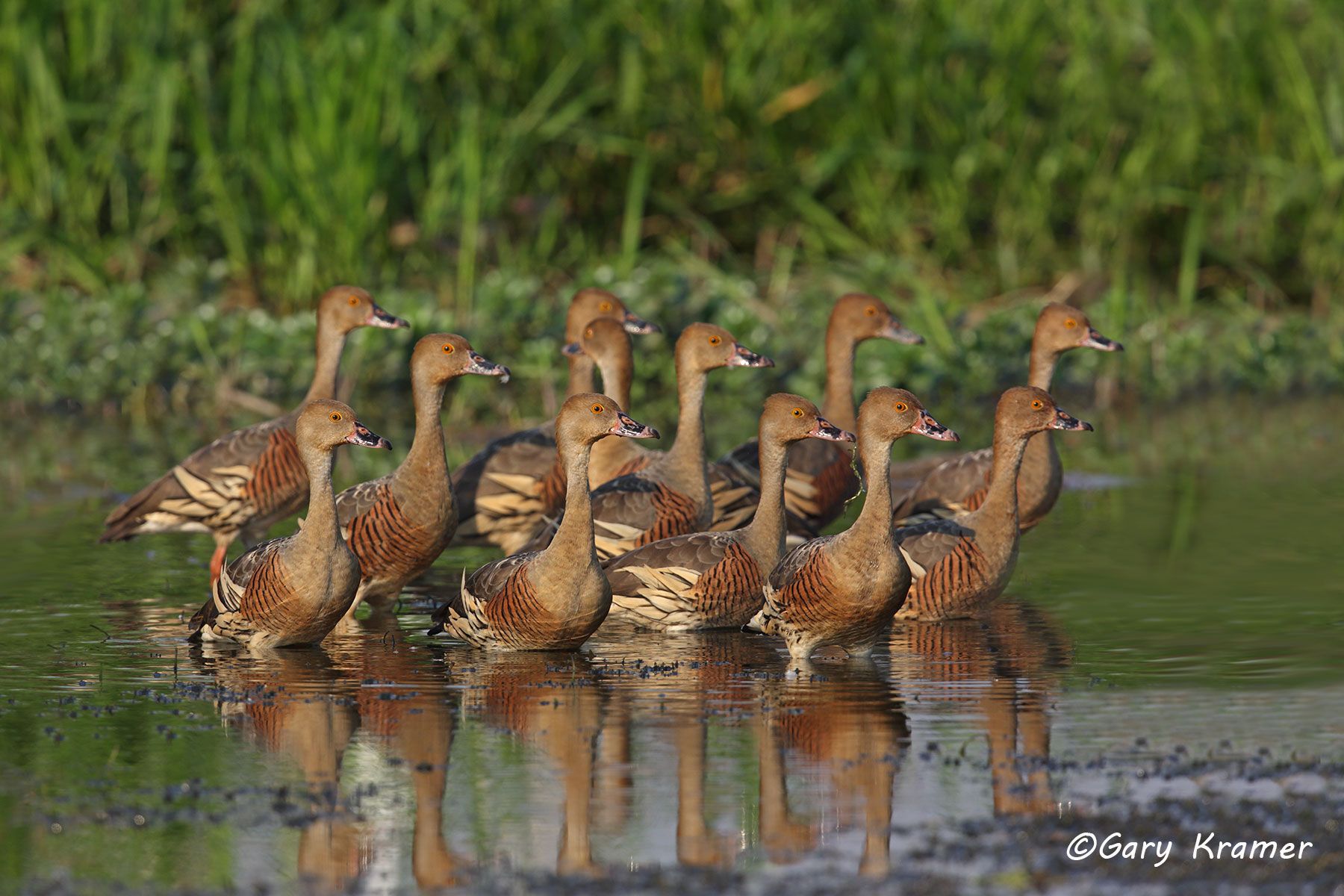 OPEN PORTFOLIO Plumed Whistling Duck (Dendrocygna eytoni) Australia - OBWWp#181d