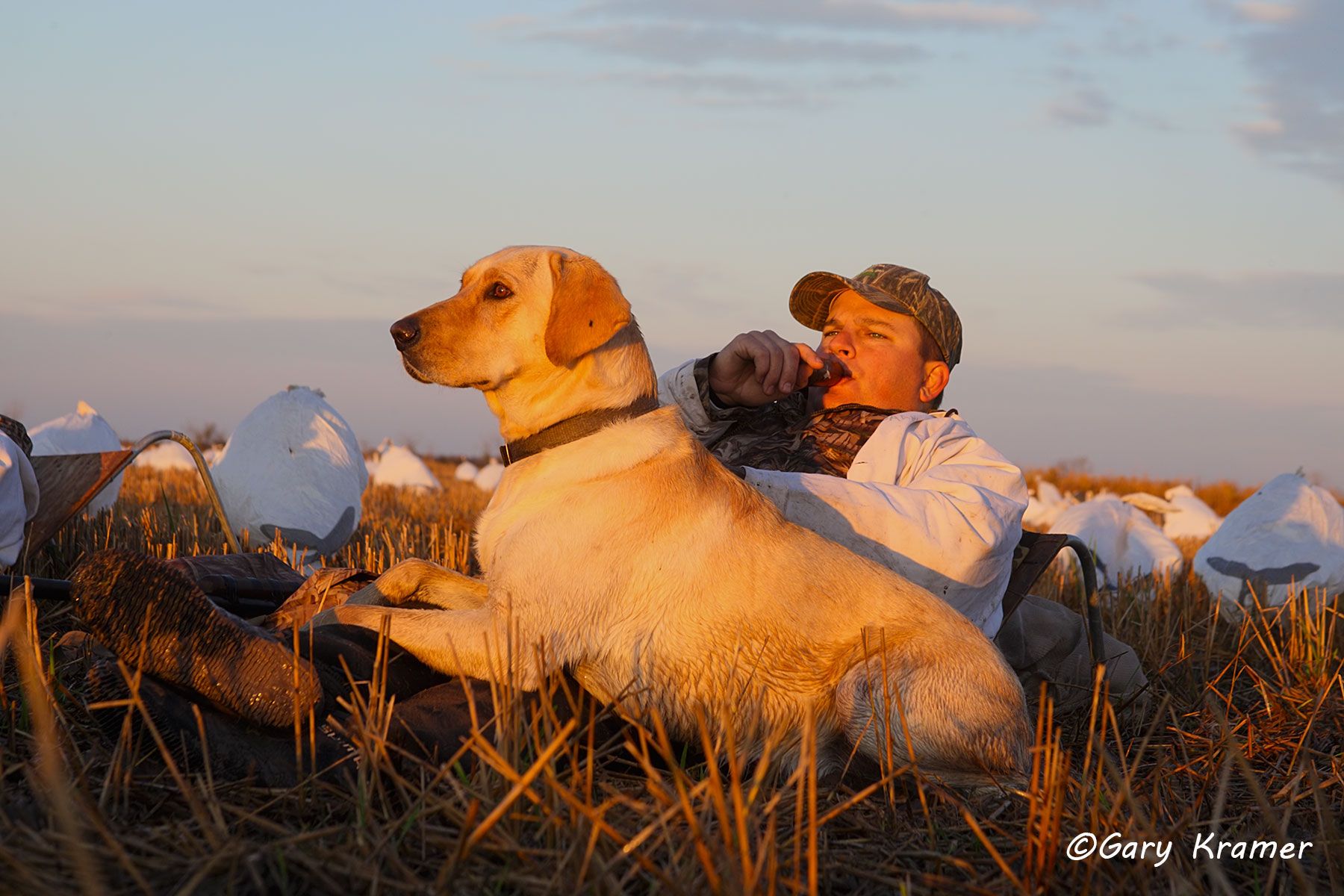 Snow Goose hunter ( Darren Ondruch) calling with Labrador Retriever - NHGScl#079d