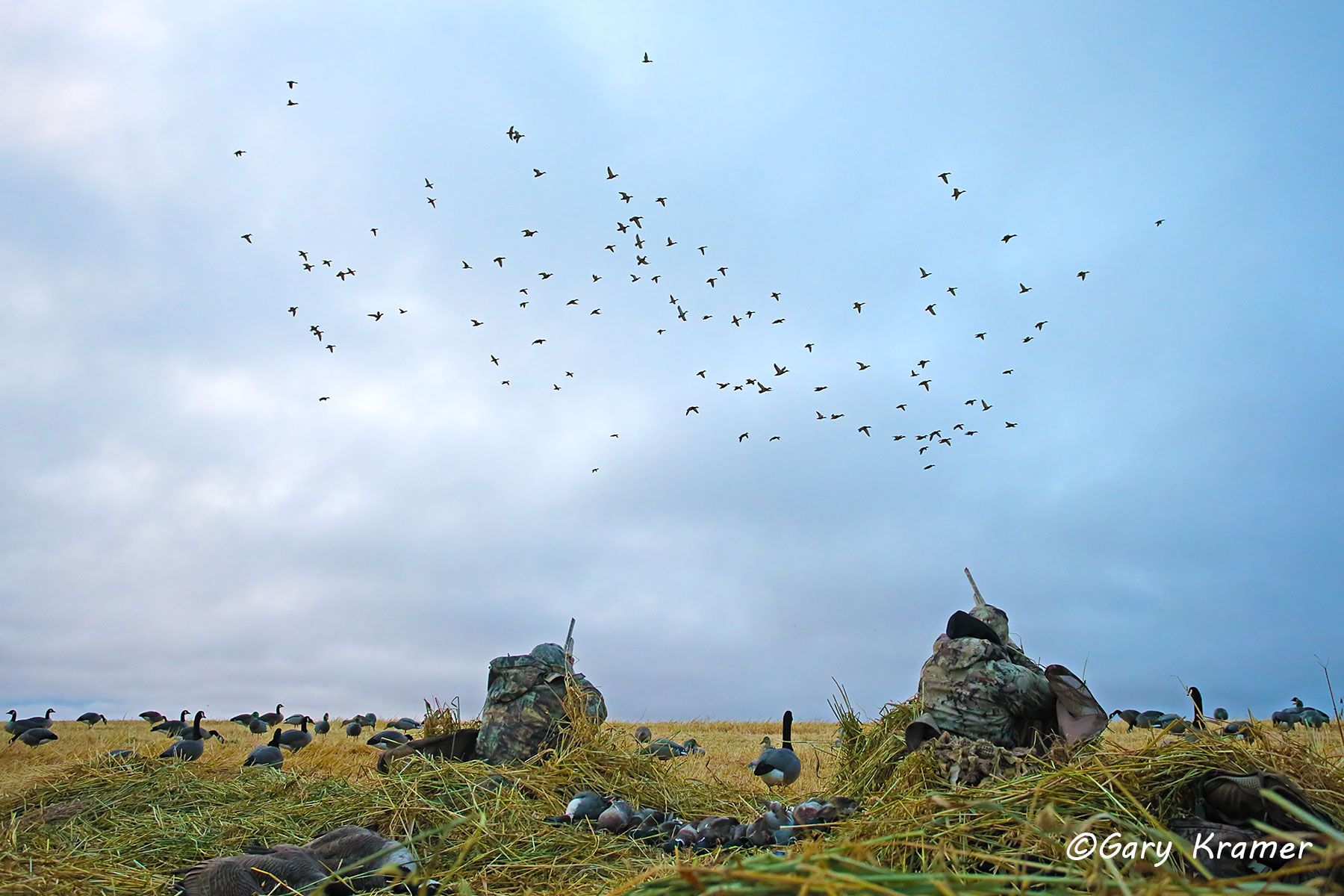 Hunter(s) shooting at ducks over decoys (field set) - NHDaf#254d