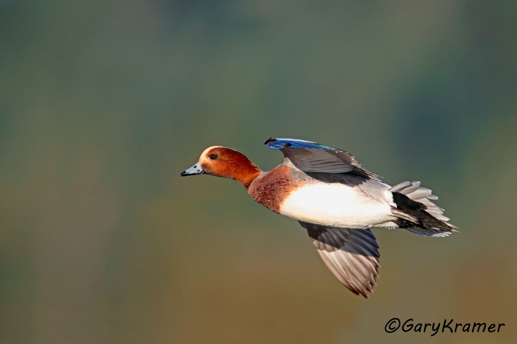 Eurasian Wigeon (Anas penelope) Eurasian Wigeon (Anas penelope) - EBWW#250d