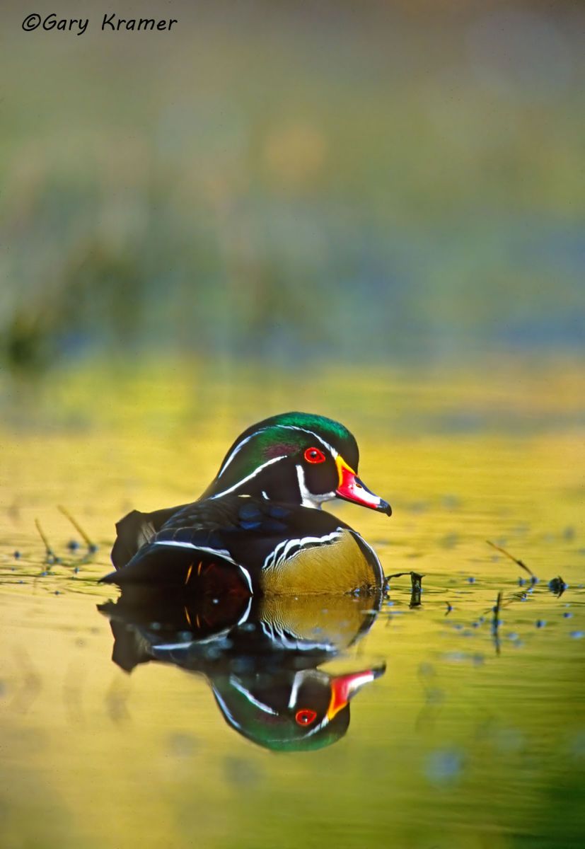 Wood Duck (Aix sponsa) - NBWWd#177