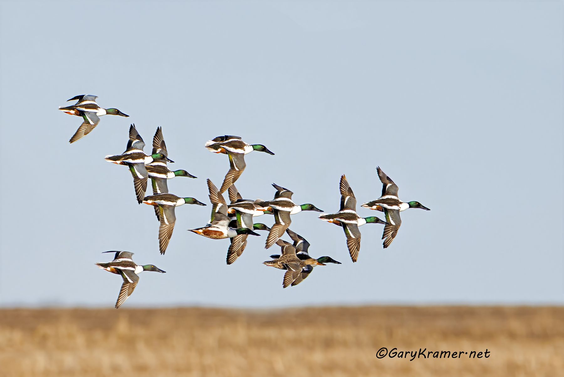 Northern Shoveler (Anas clypeata) - NBWS#2236d(2)
