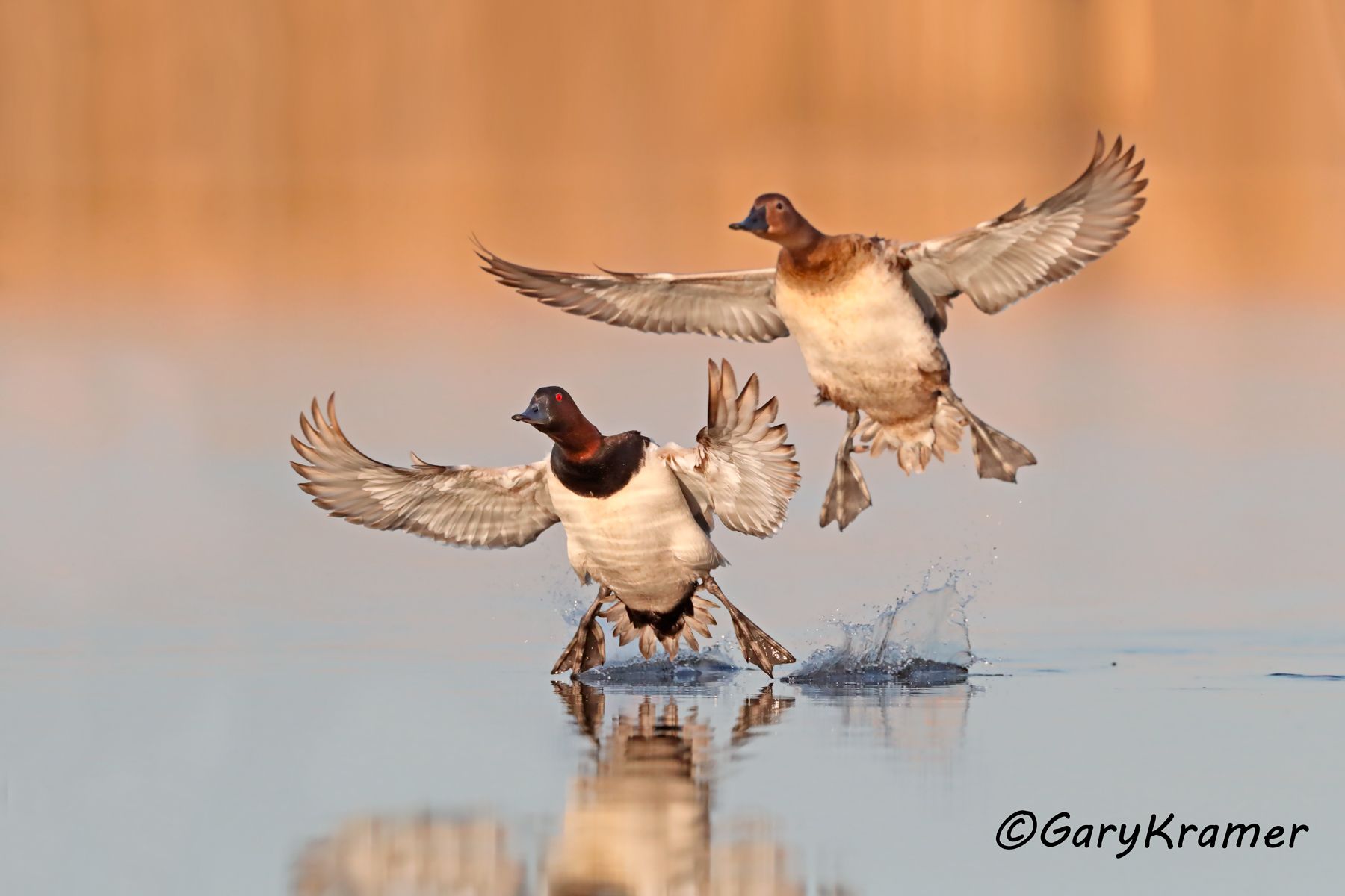 Canvasback (Aythya valisineria) Canvasback (Aythya valisineria) - NBWC#1616d
