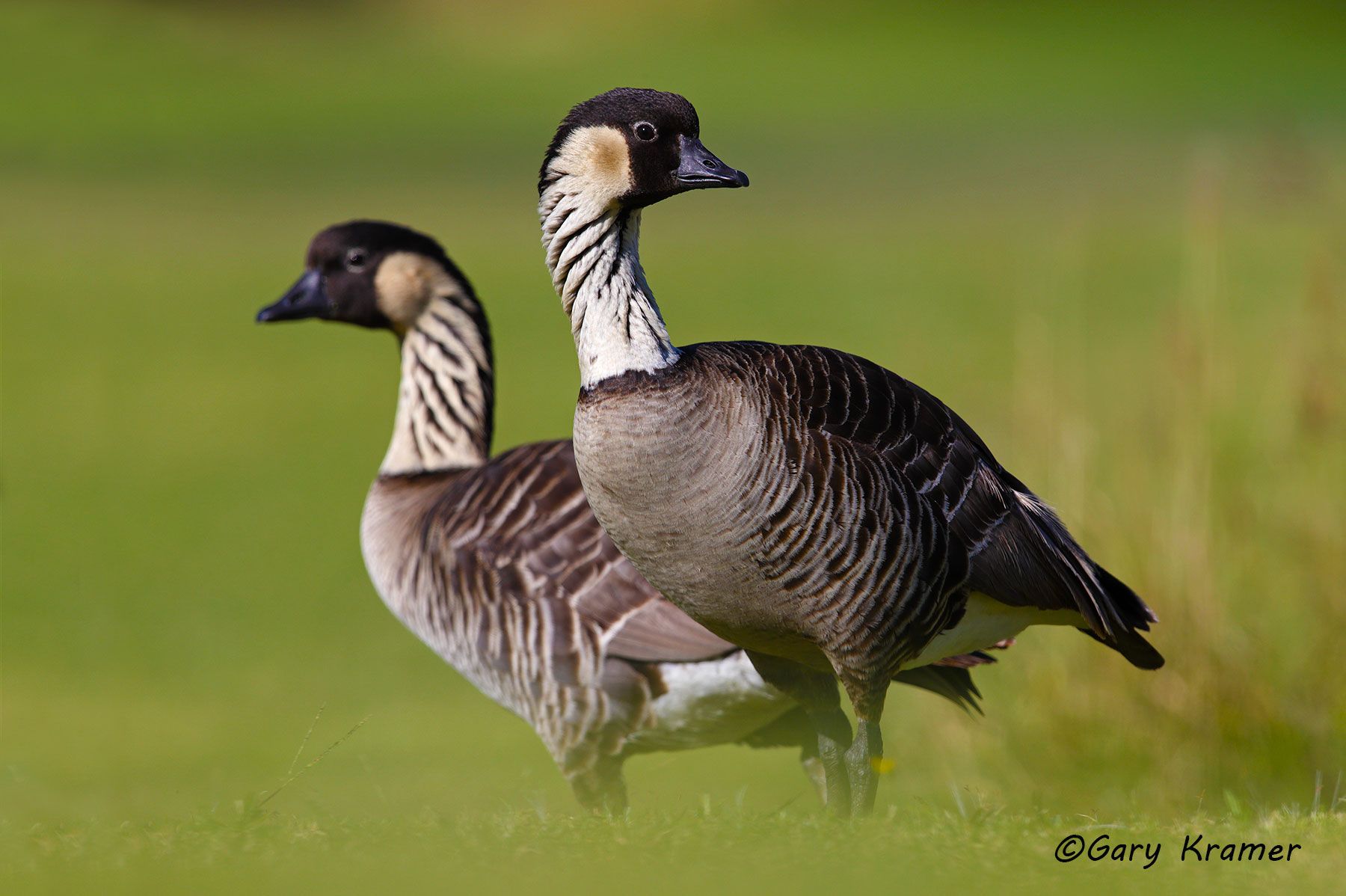 Hawaiian Goose (Nene) (Branta sandvicensis) Hawaiian Goose (Nene) (Branta sandvicensis) - NBWN#471d