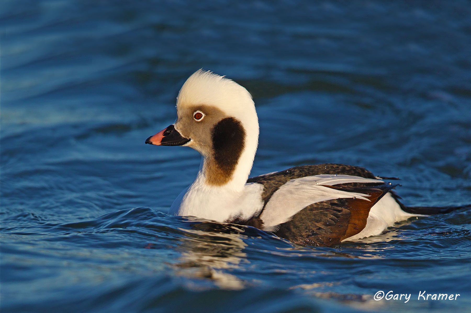 Long-tailed Duck (winter) (Clangula hyemalis)   Long-tailed Duck (winter) (Clangula hyemalis)  - NBWO#330d