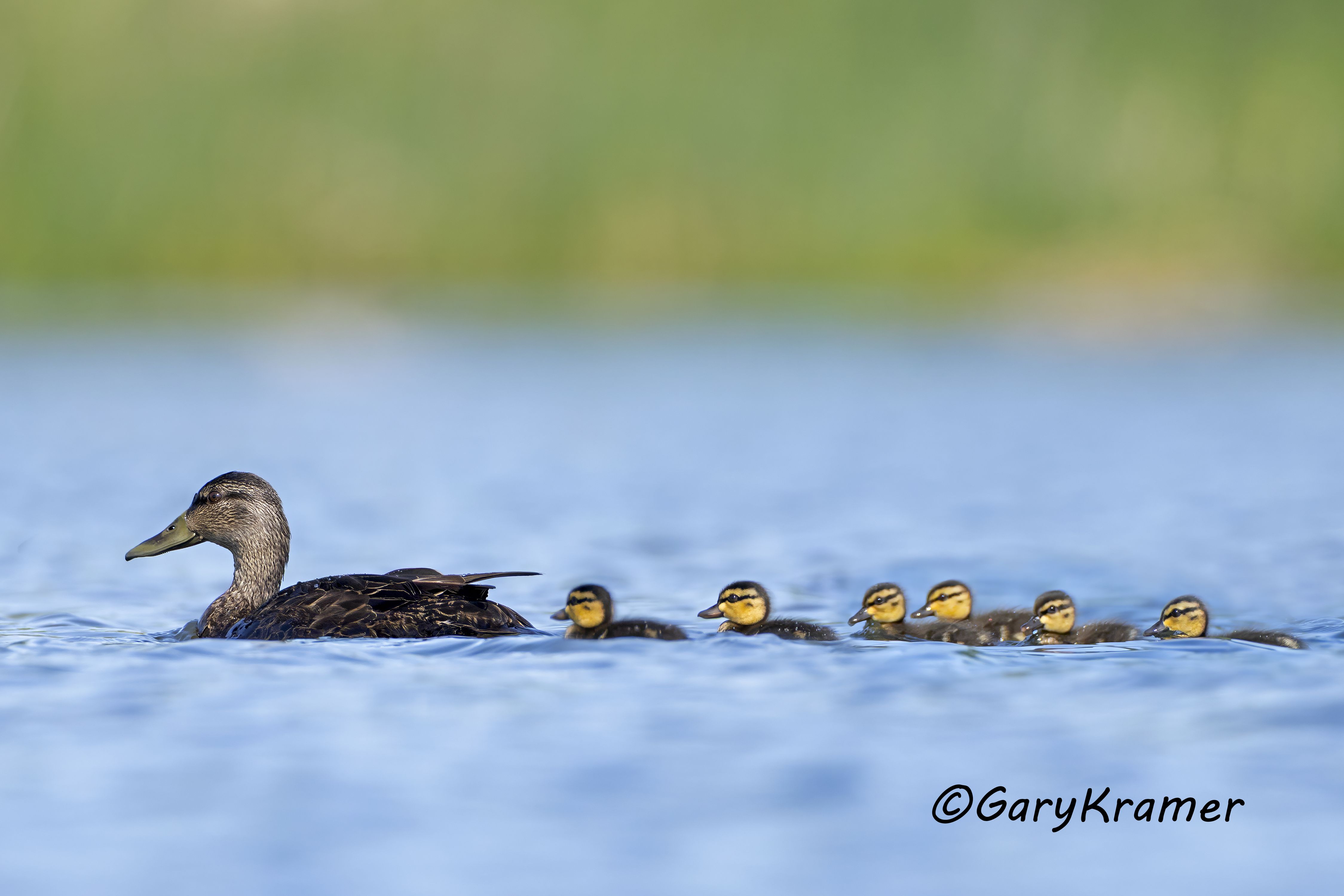 American Black Duck (Anas rubripes) American Black Duck (Anas rubripes) - NBWBd#1548d(3)