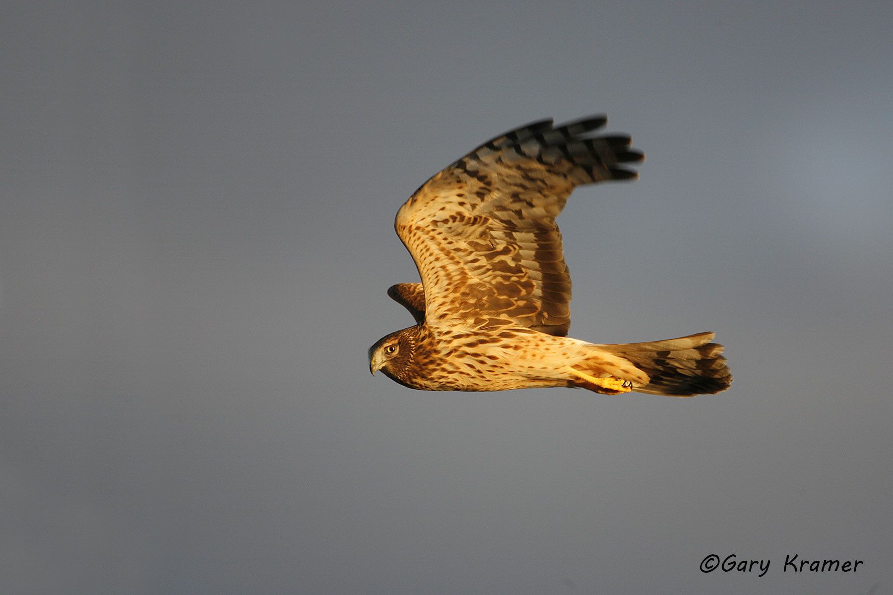 Northern Harrier (Circus cyaneus) - NBHN#047d