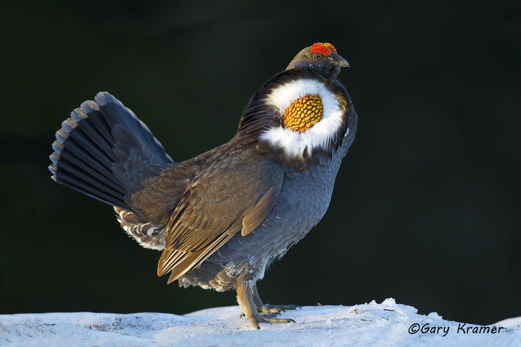 Sooty Grouse (Dendragapus fuliginosus) Sooty Grouse (Dendragapus fuliginosus) - NBGsf#1026d