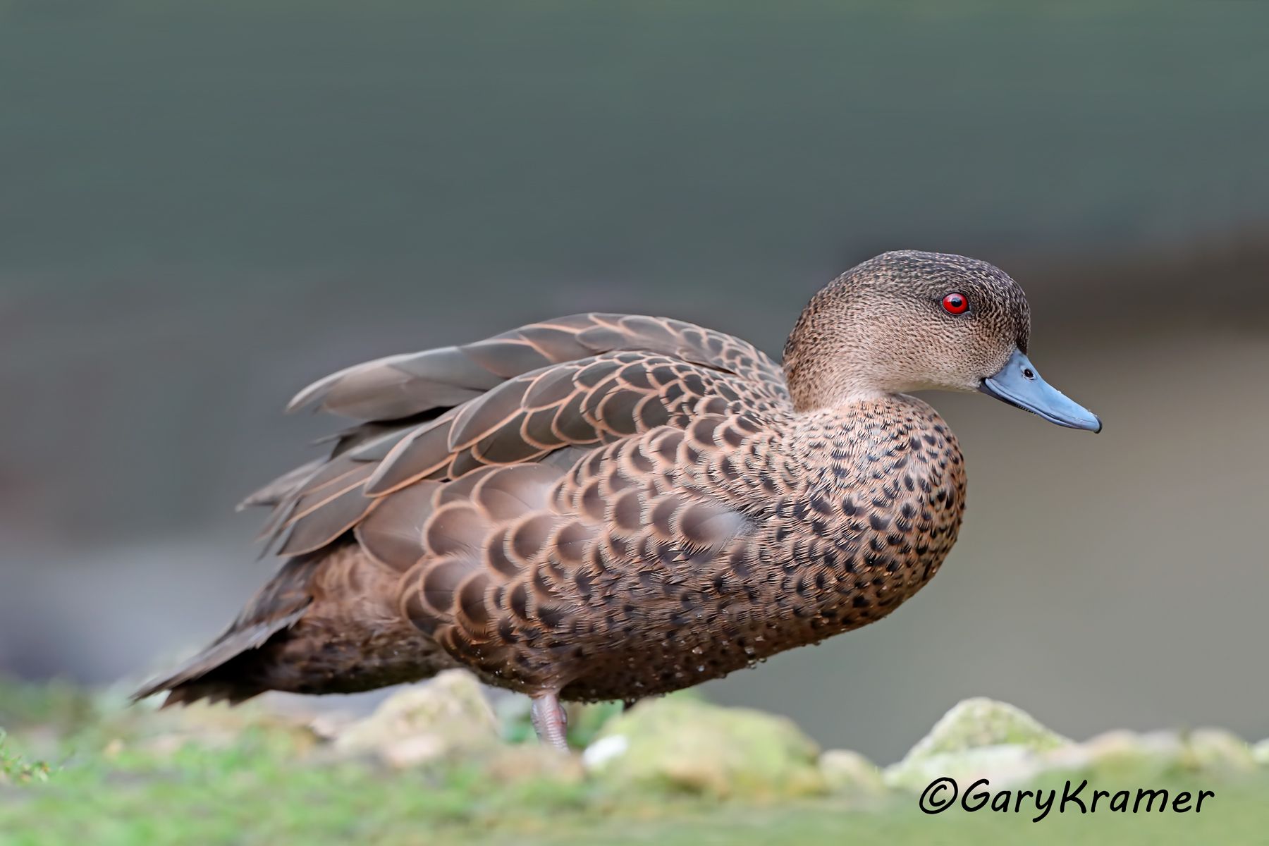 Sunda Teal (Anas gibberifrons)  Sunda Teal (Anas gibberifrons) - EBWTsg#066d