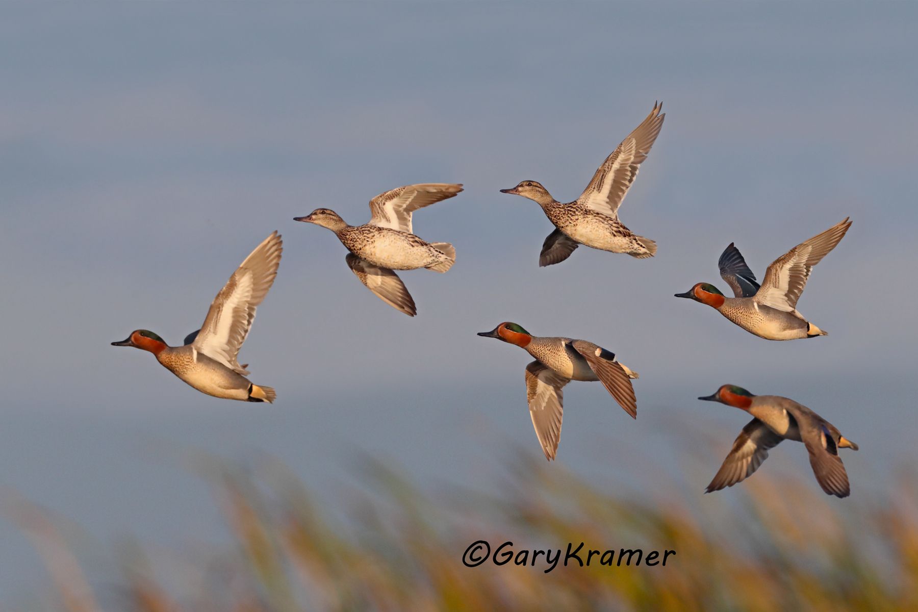 Green-winged Teal (Anas crecca) - NBWTg#1859d(2)
