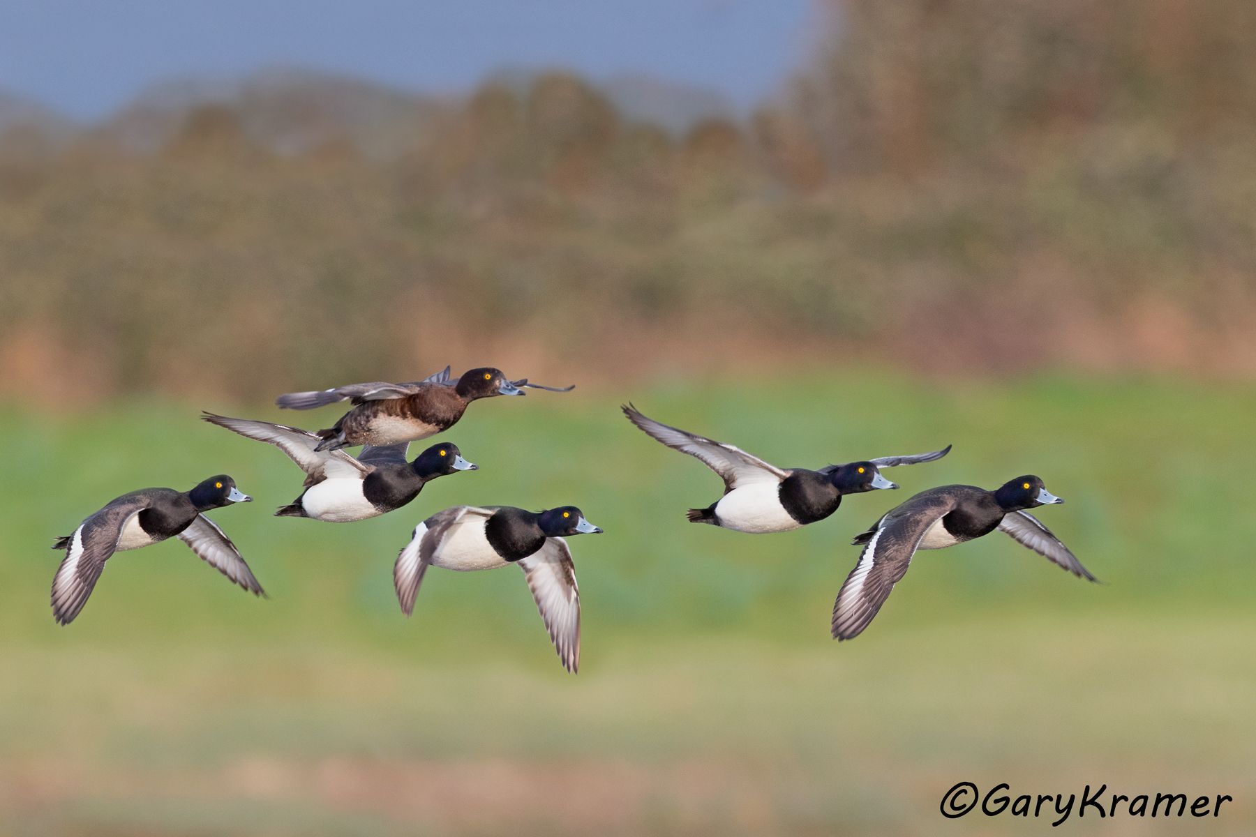 Tufted Duck (Aythya fuligula)  Tufted Duck (Aythya fuligula) - EBWT#252d(2)