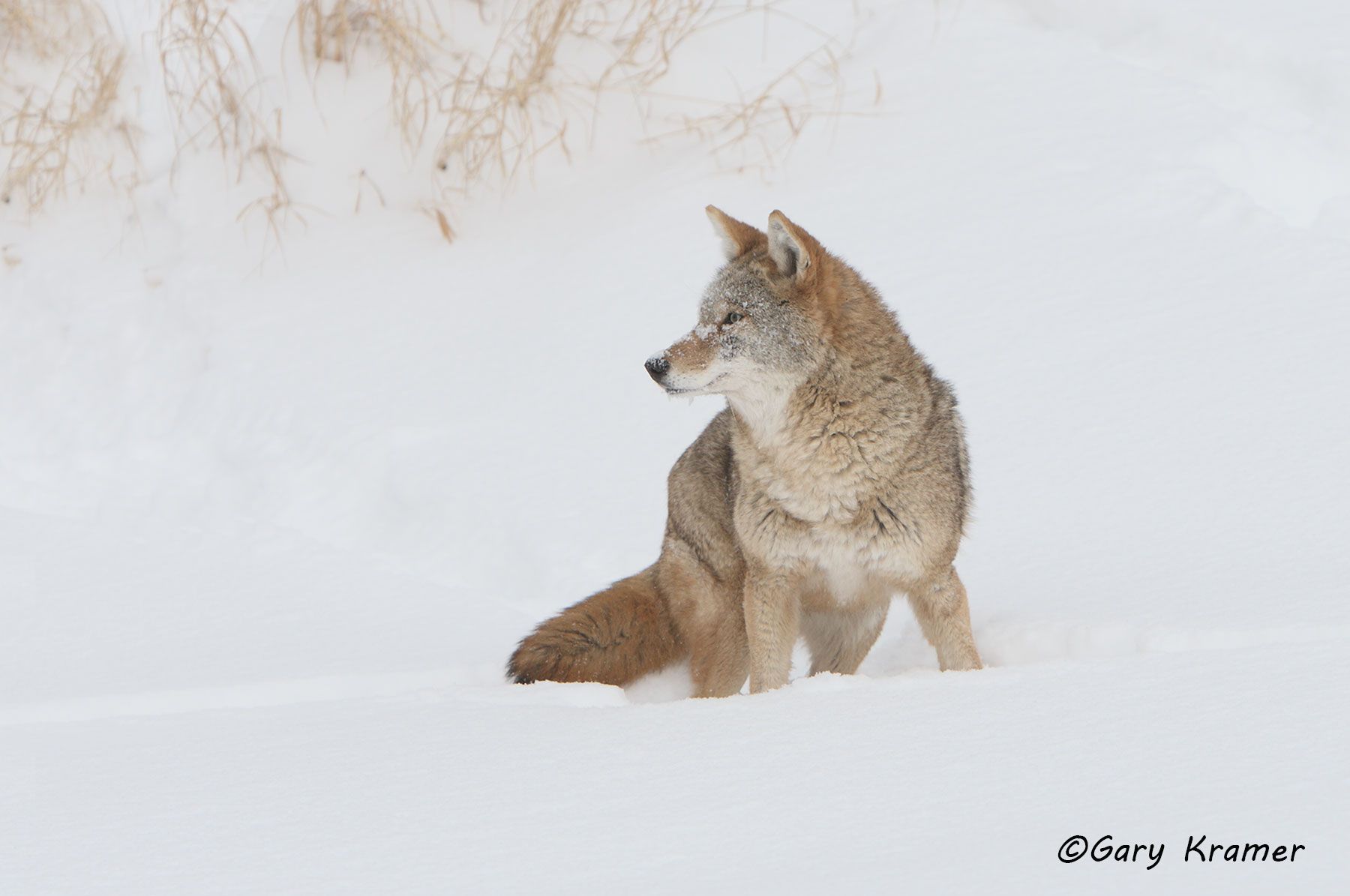 Coyote (Canis latrans) - NMC#557d(3)