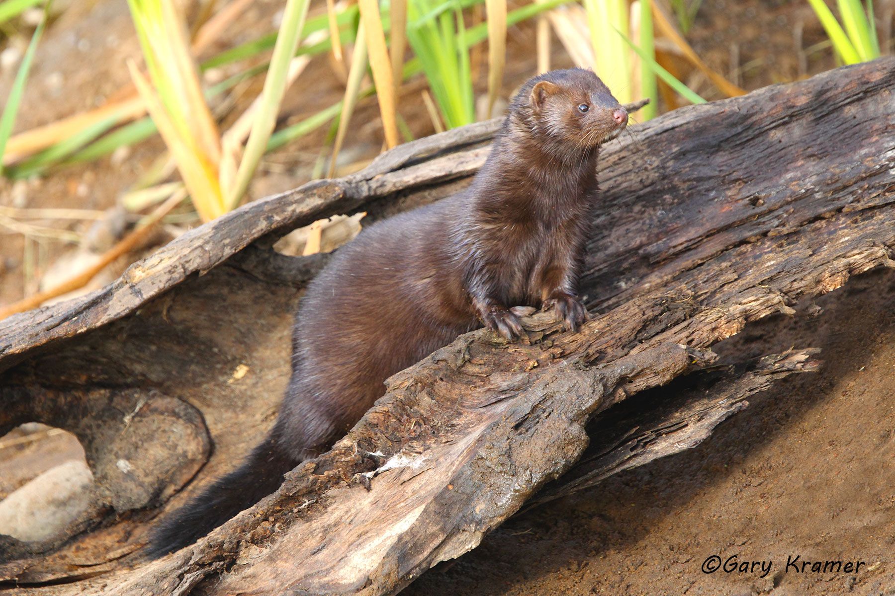 Mink (Mustela vison) by GaryKramer.net, 530-934-3873, gkramer@cwo.com Mink (Mustela vison) - NMMk#142d