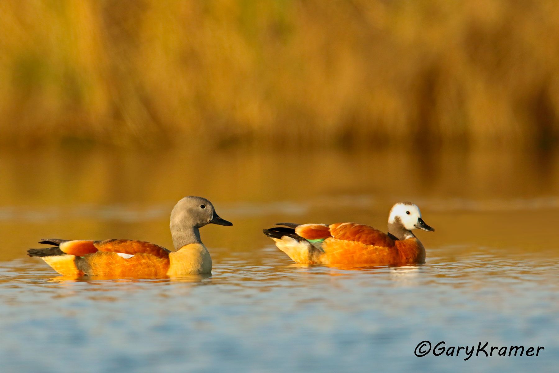 South African  Shelduck (Tadorna cana) South African  Shelduck (Tadorna cana) - ABWSc#205d (South Africa)