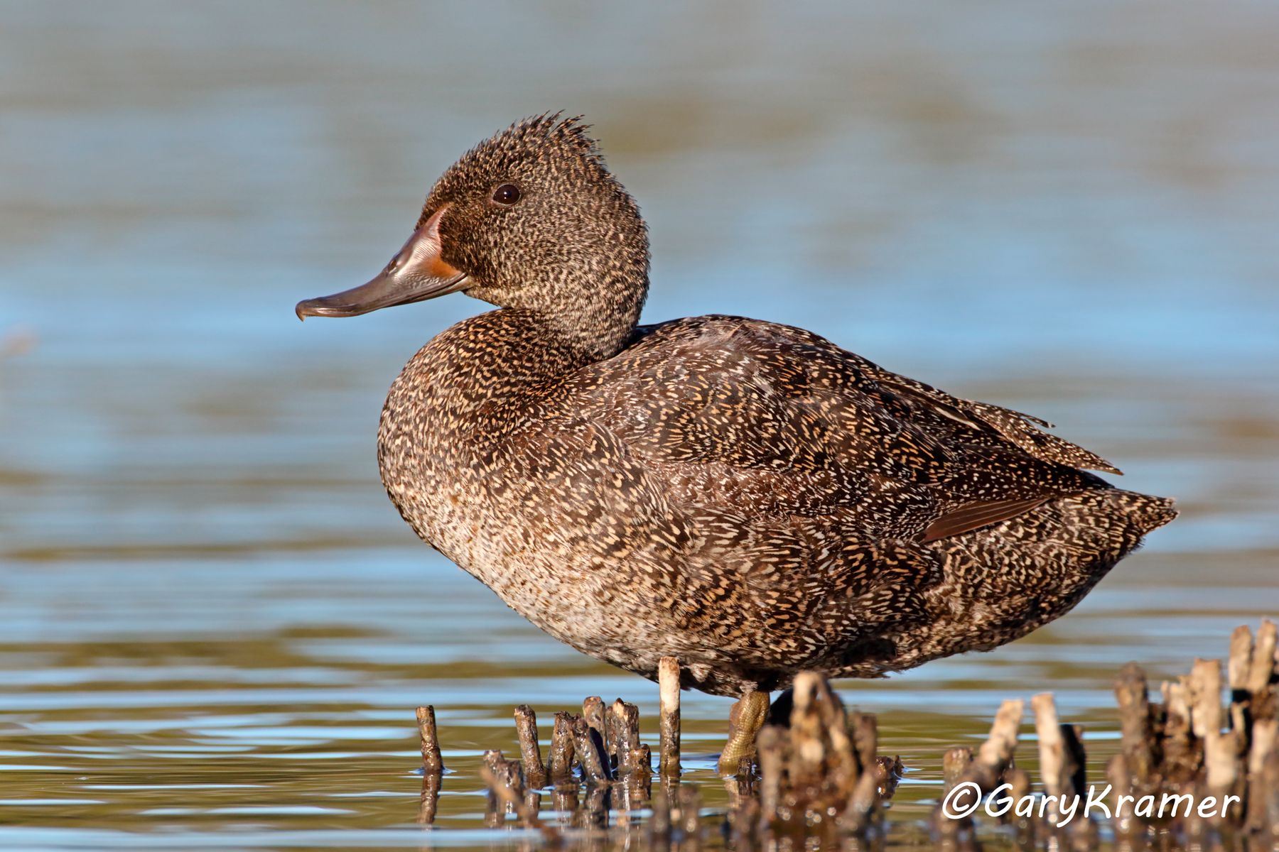 Freckled Duck (Stictonetta naevosa)  Freckled Duck (Stictonetta naevosa) - OBWFd#256d
