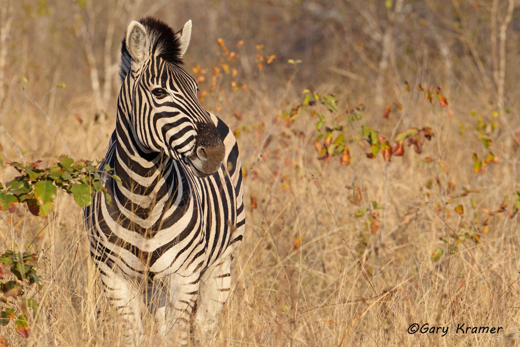 Plains Zebra (Equus quagga) Plains Zebra (Equus quagga) - AMZ#403d
