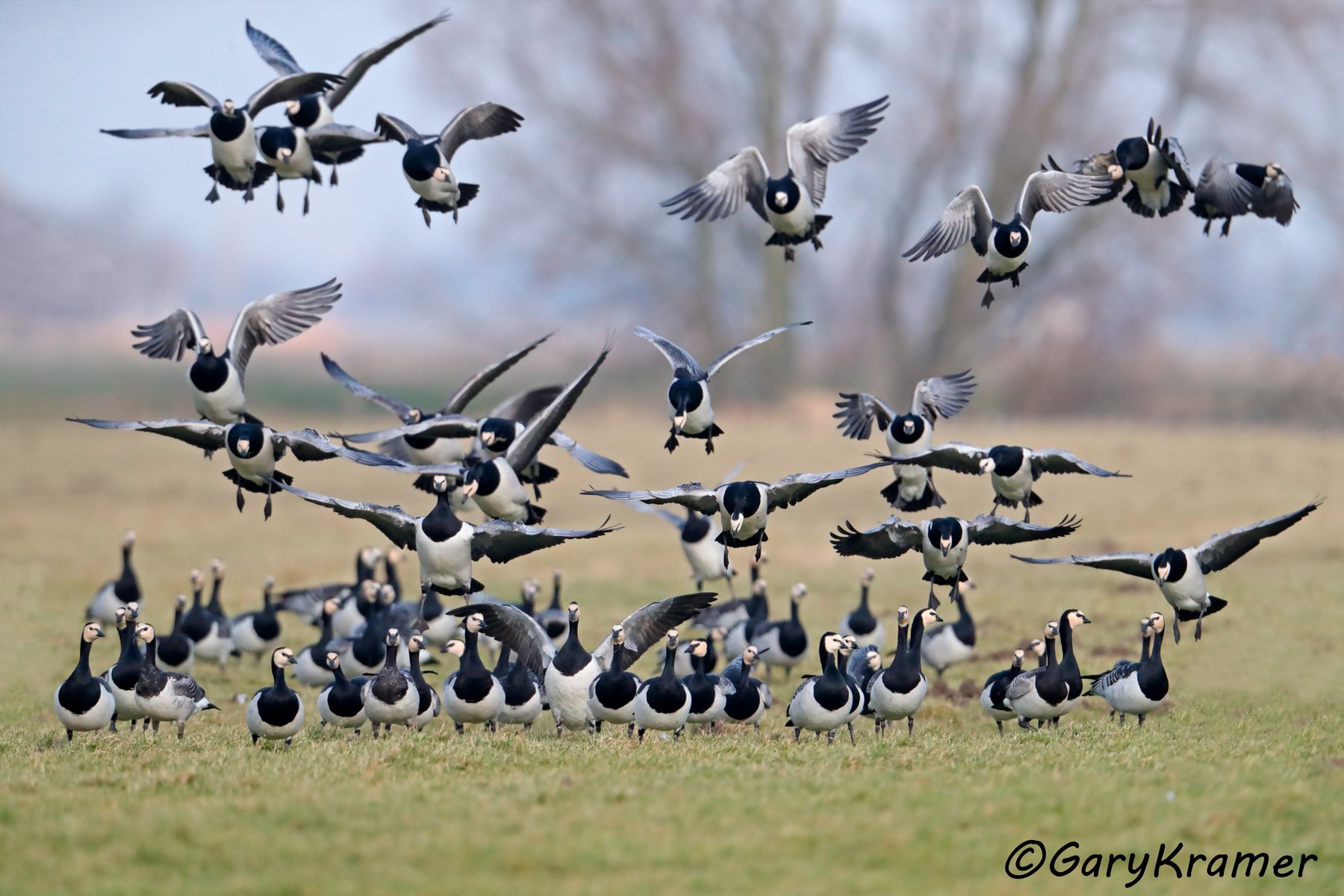 Barnacle Goose (Branta leucopsis)  Barnacle Goose (Branta leucopsis) - EBWGb#254d