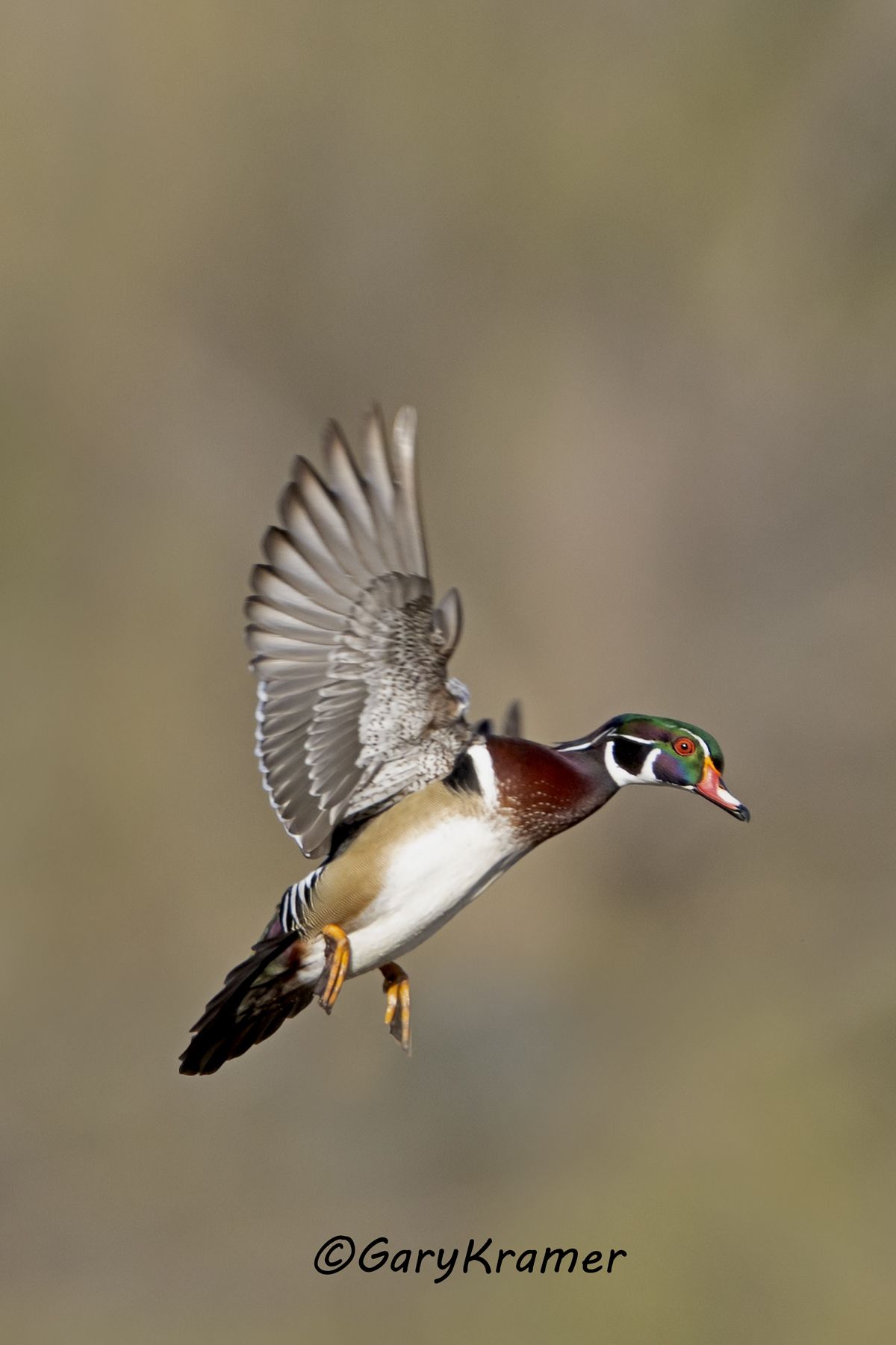 Wood Duck (Aix sponsa) - NBWWd#1747d(2)