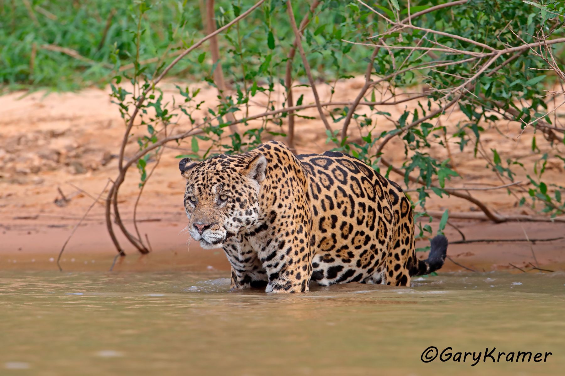 Jaguar (Puma onca) - SMJp#529d