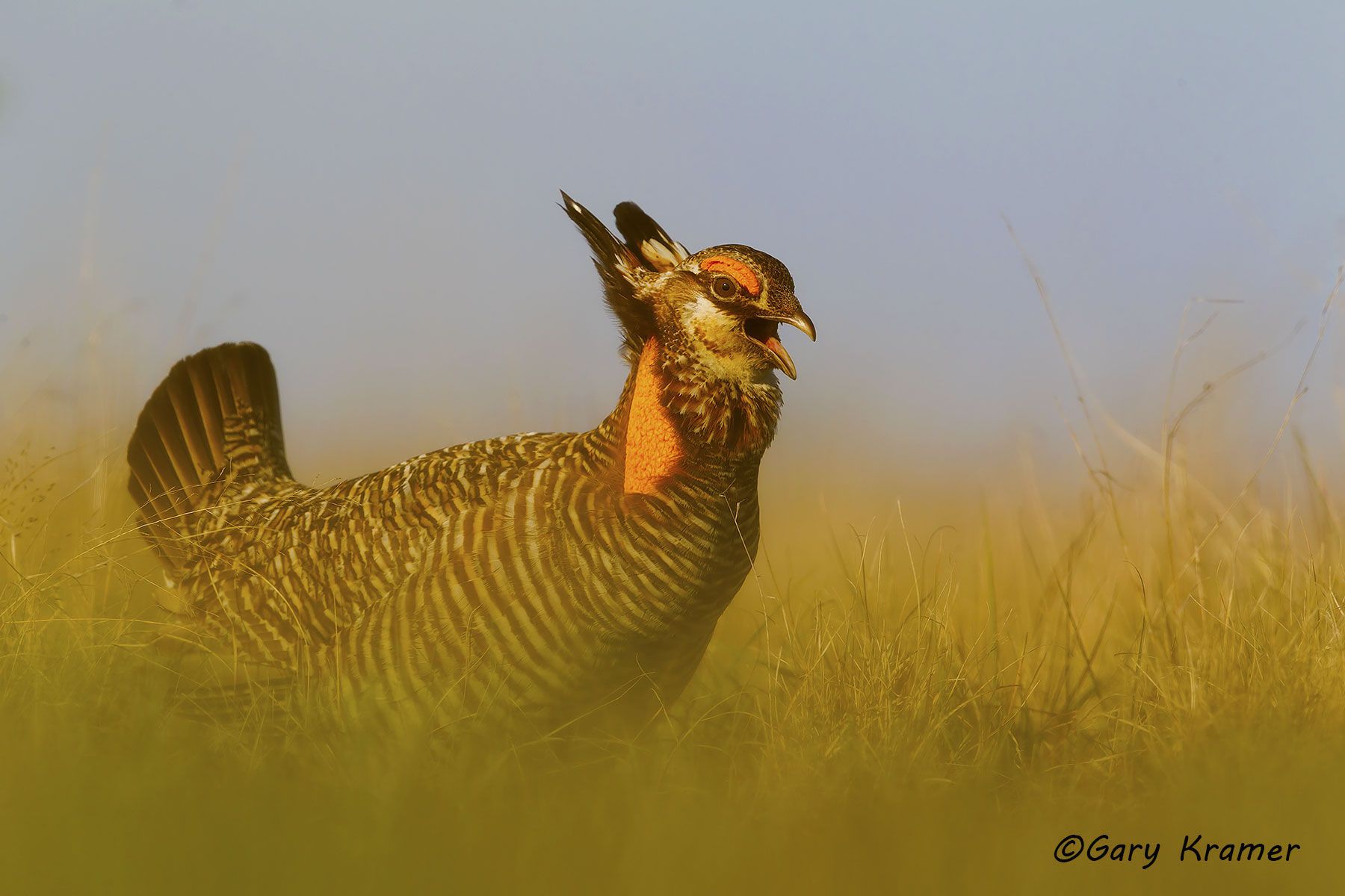 Attwater's Prairie Chicken (Tympanuchus cupido attwateri) - NBGCa#567d