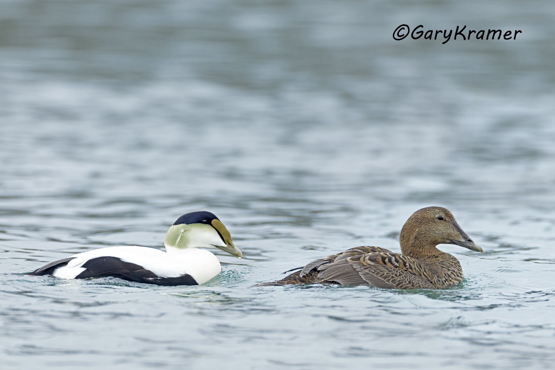 Common Eider (American) (Somateria mollissima) - NBWE#1058d(2)