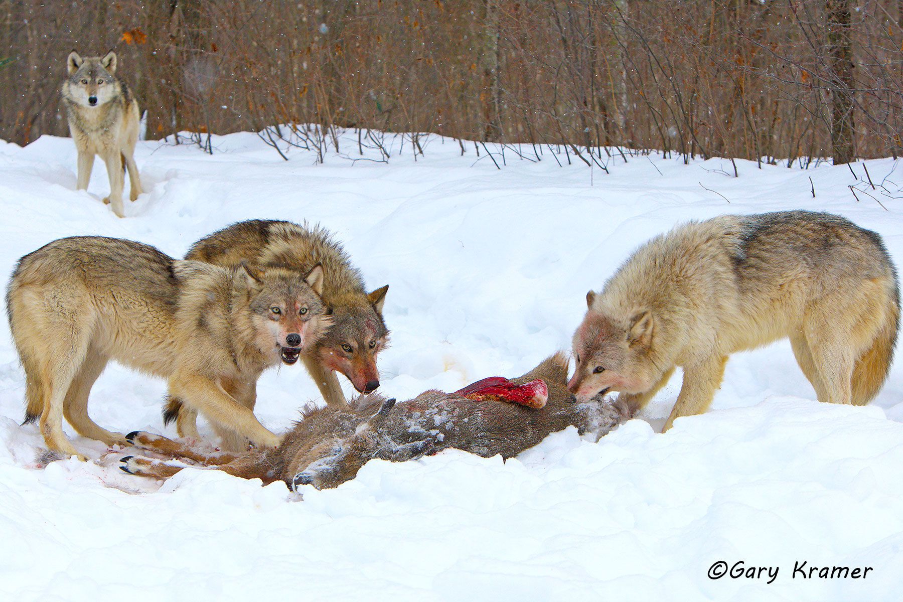 Gray Wolf (Canis lupus) on Deer kill - NMWgk#049d