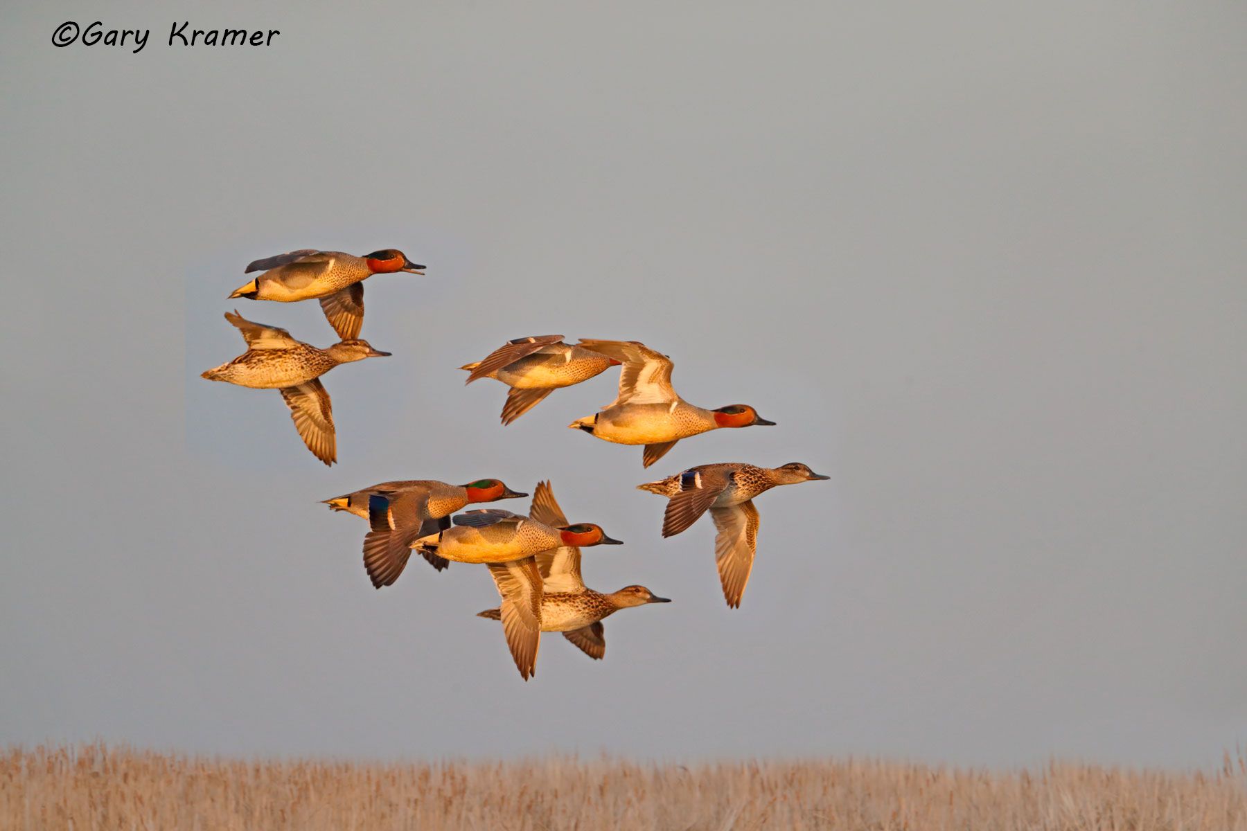 Green-winged Teal (Anas carolinensis) Green-winged Teal (Anas carolinensis) - NBWTg#1696d(A)