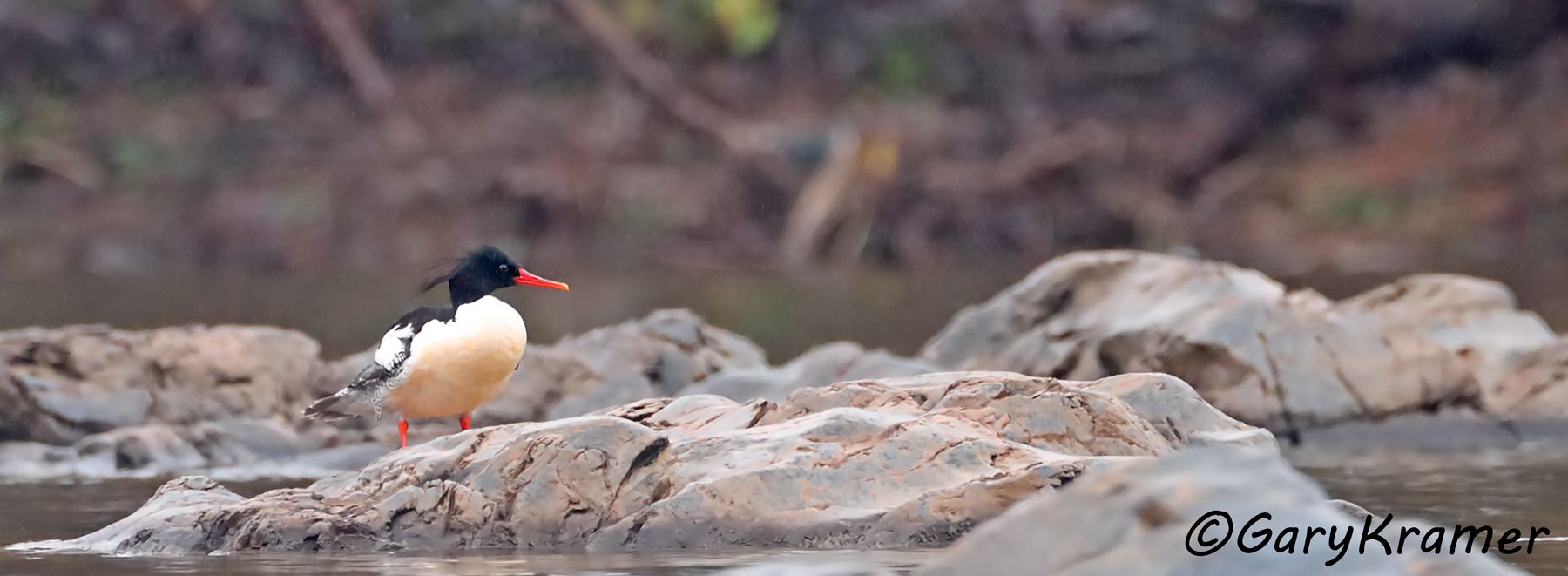 Scaly-sided Merganser (Mergellus squamatus)  Scaly-sided Merganser (Mergellus squamatus) - EBWMc#067d(P)