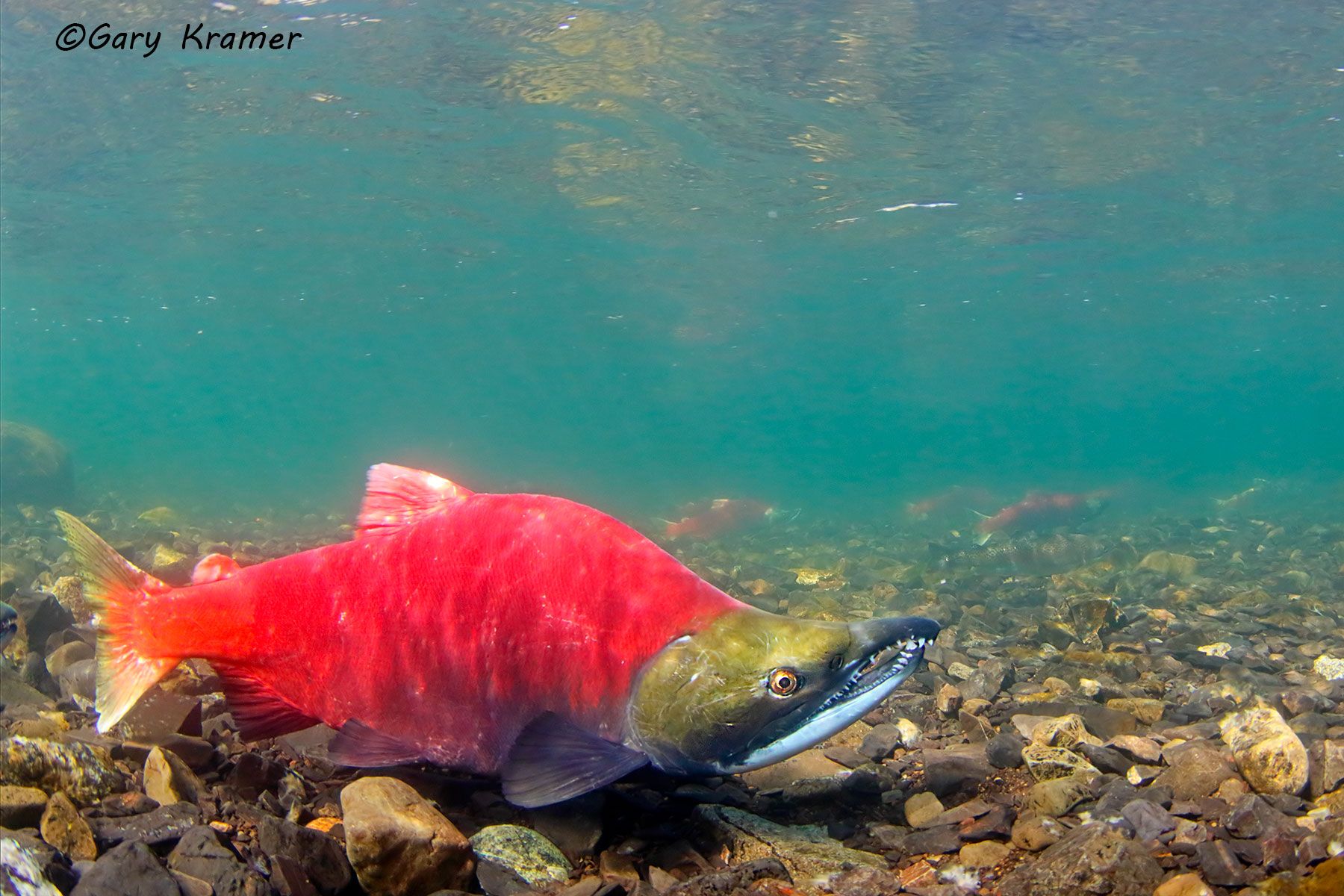 Sockeye (Red) Salmon (Oncorhynchus nerka) - NFAR#065d