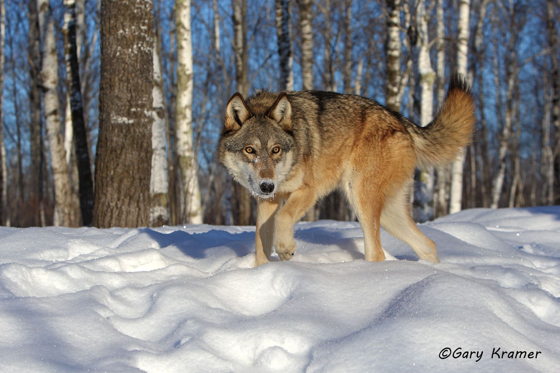 Gray Wolf (Canis lupus) - NMWg#1842d