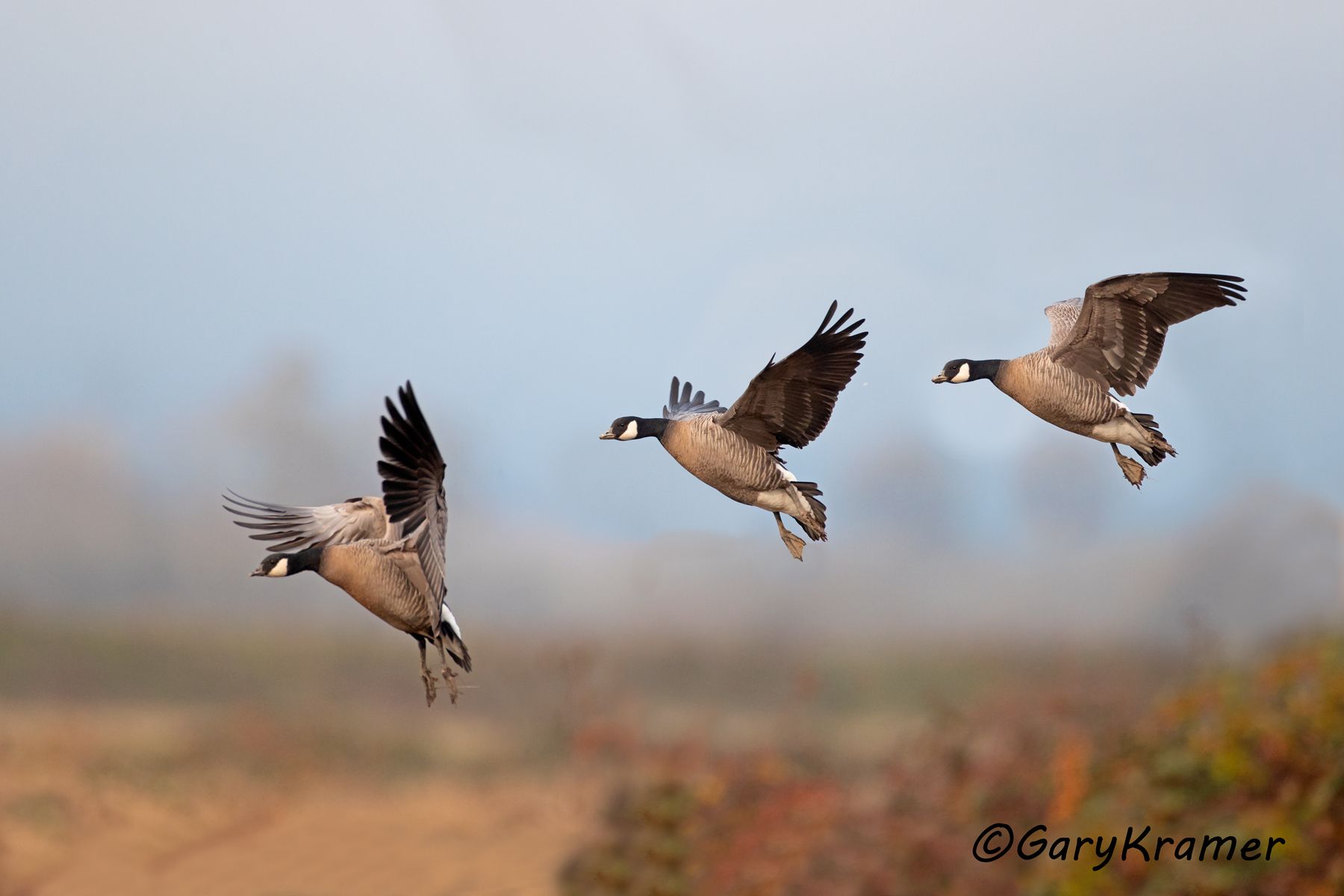 Cackling Goose (Anser hutchinsii minima) Cackling Goose (Pacific) (Anser hutchinsii minima) - NBWCc#171d(2)