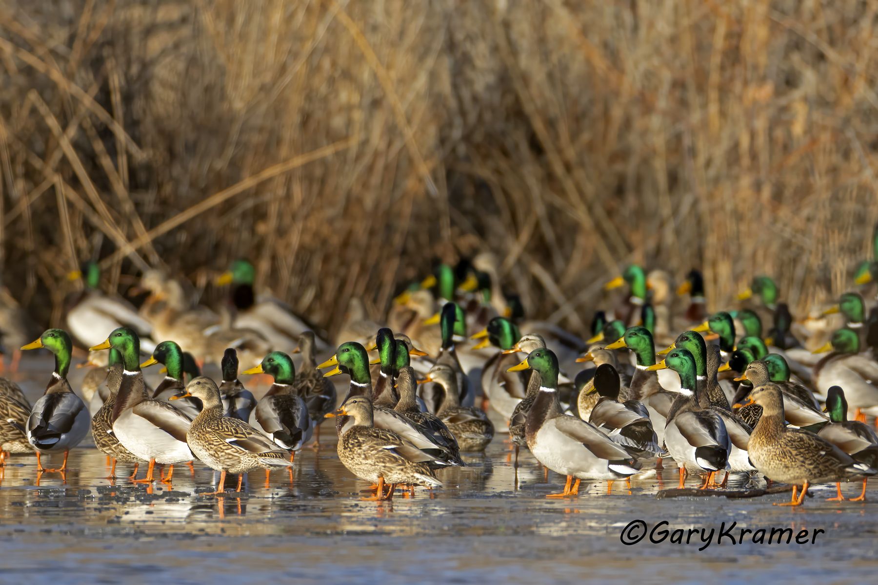 Mallard (Anas platyrhynchos) - NBWM#8337d