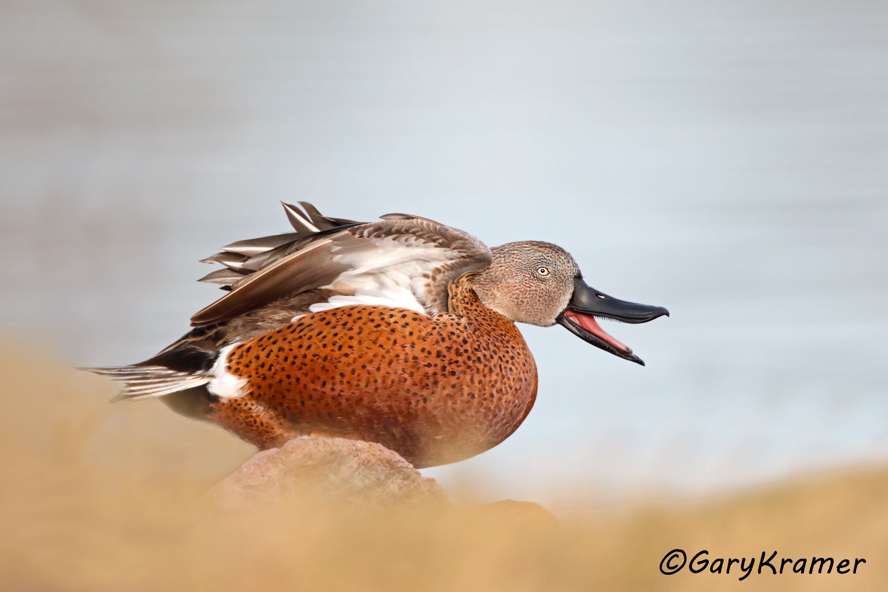 Red Shoveler (Spatula platalea) - SBWSr#112d (Argentina)