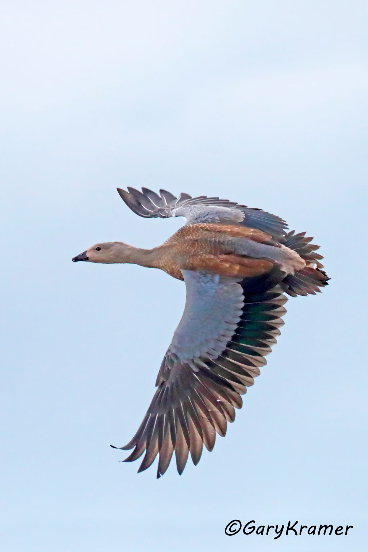 Blue-winged Goose (Cyanochen cyanoptera)  Blue-winged Goose (Cyanochen cyanoptera) - SBWBg#035d(2) (Ethiopia)