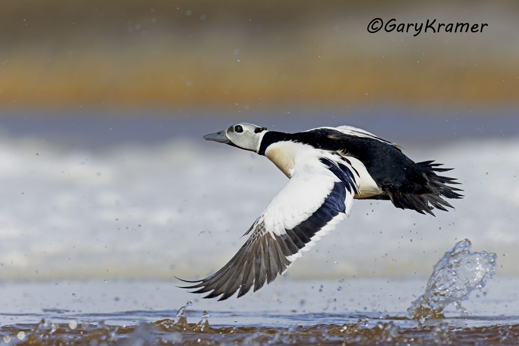 Steller's Eider (Polysticta stelleri) - NBWEt#846d