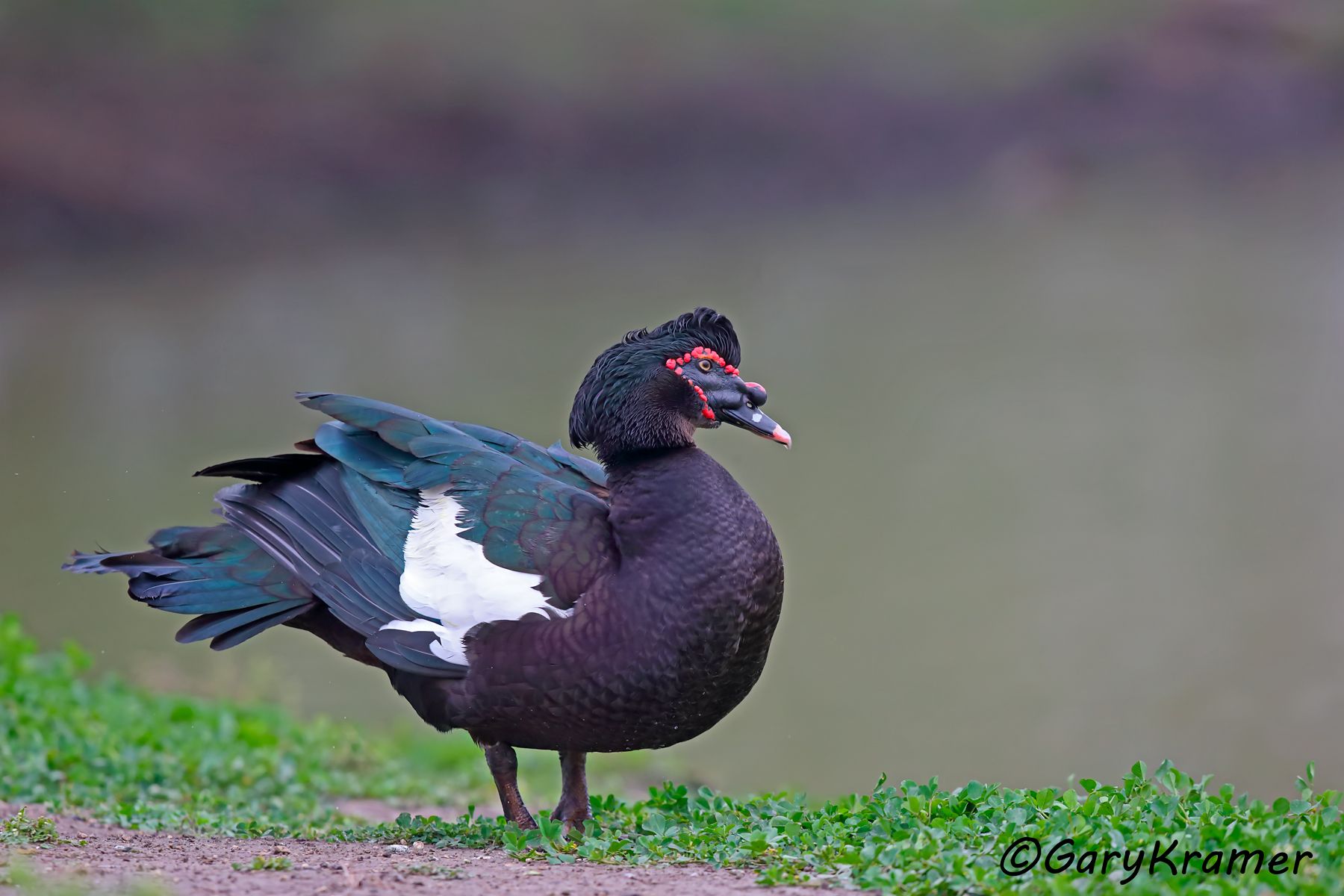 Muscovy Duck (Cairina moschata) - NBWMc#030d (Brazil)