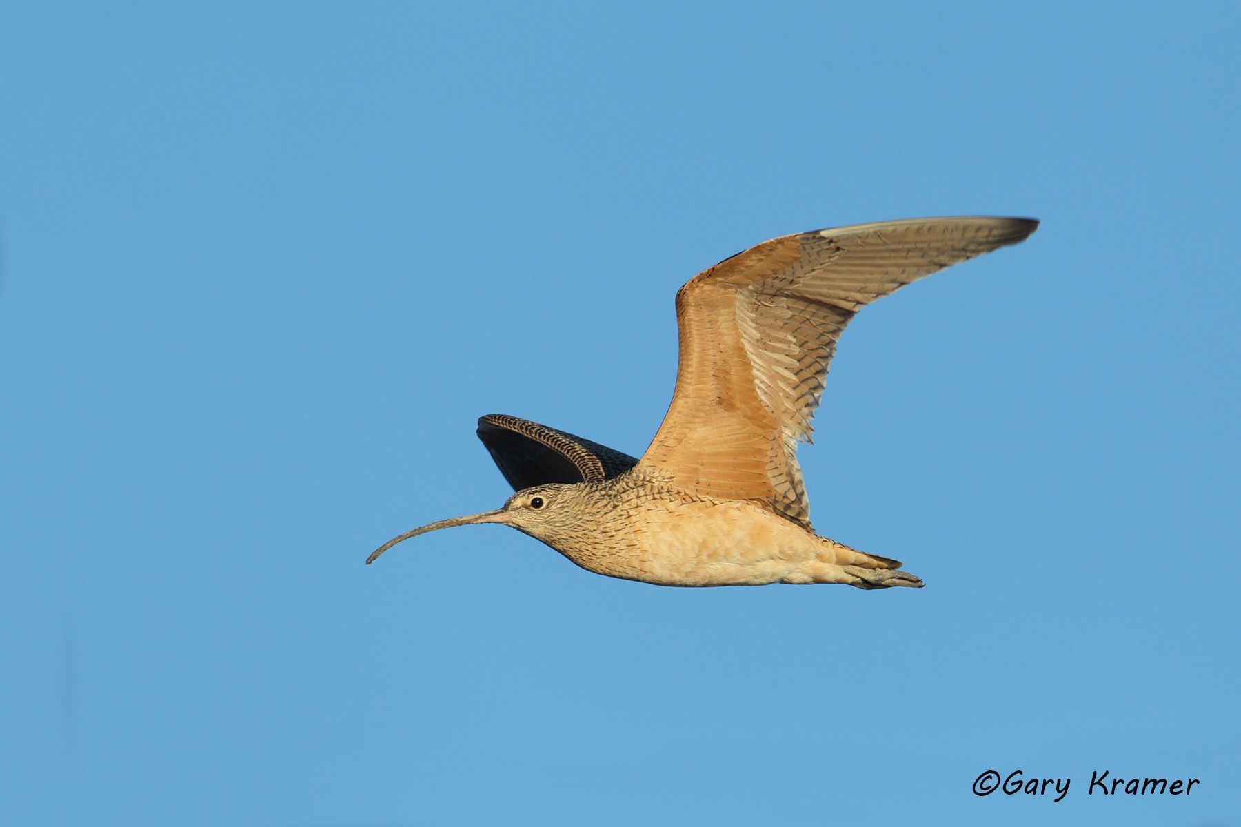 Long-billed Curlew (Numenius americanus) Long-billed Curlew (Numenius americanus) - NBSCl#054d