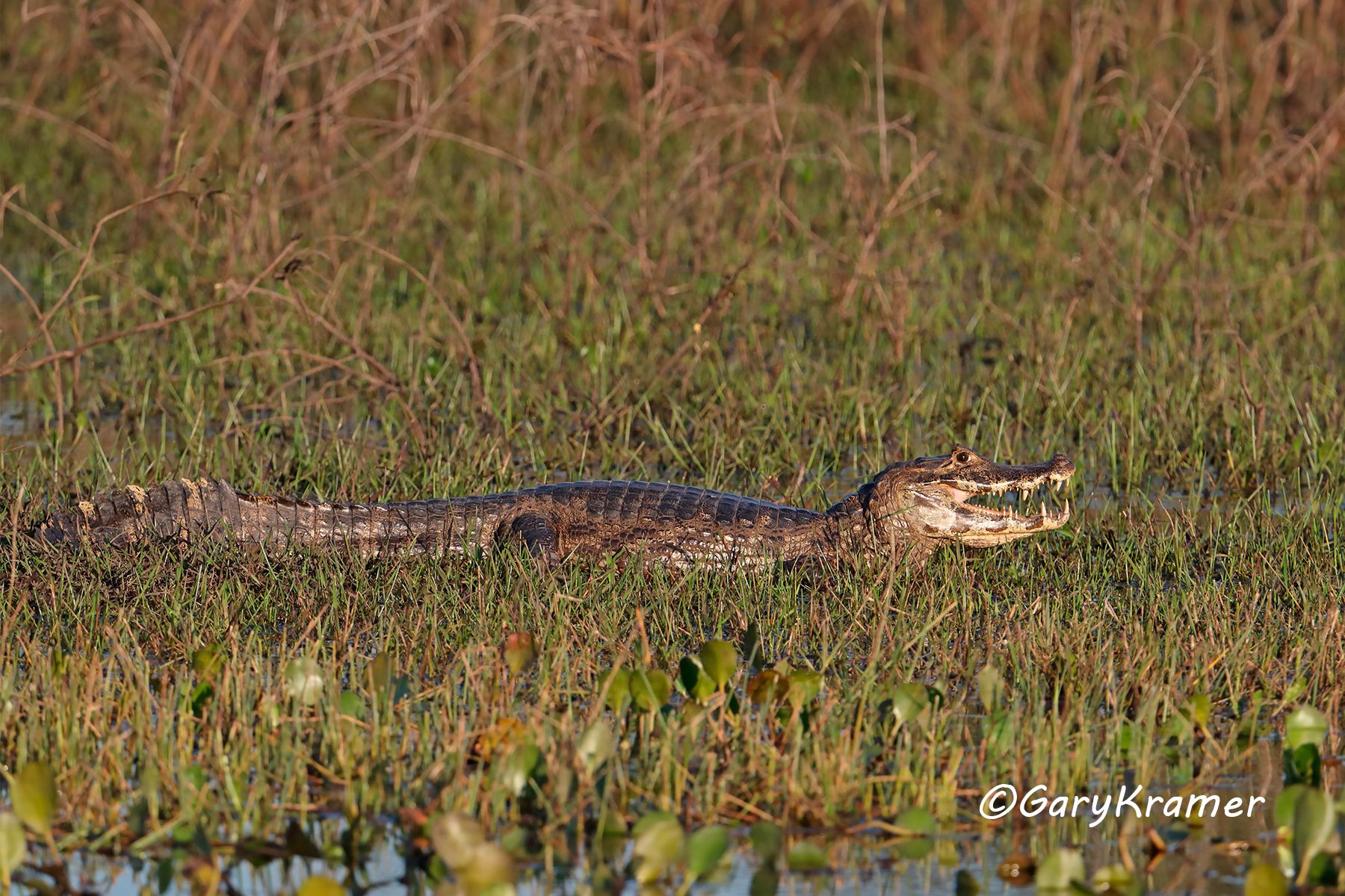 Yacare (Paraguayan) Caiman (Caiman yacare) Yacare (Paraguayan) Caiman (Caiman yacare) - SRCy#030d