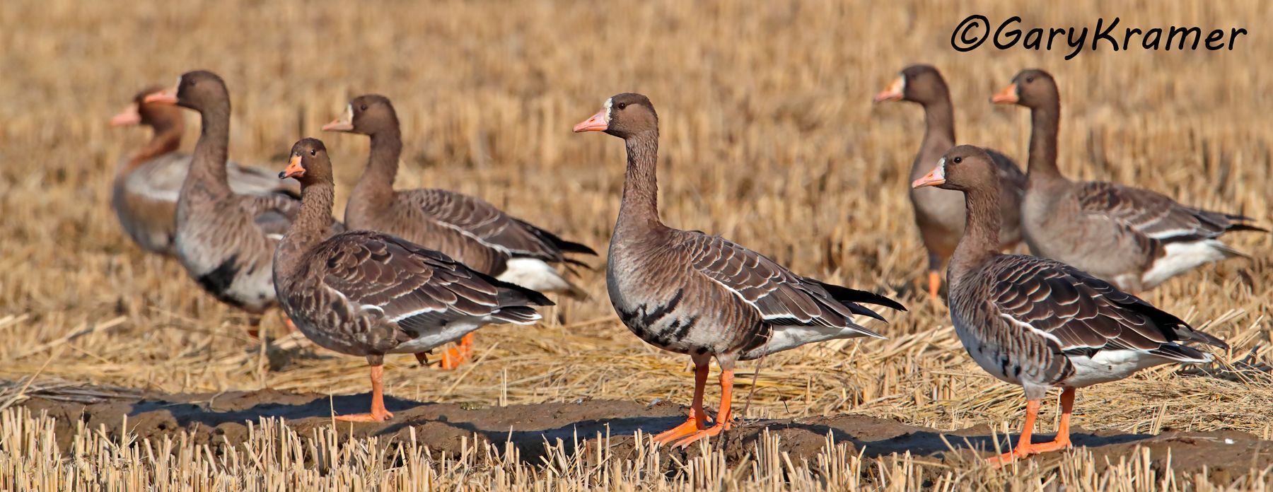 White-fronted Goose (Anser albifrons) - NBWWf#2830d(P)