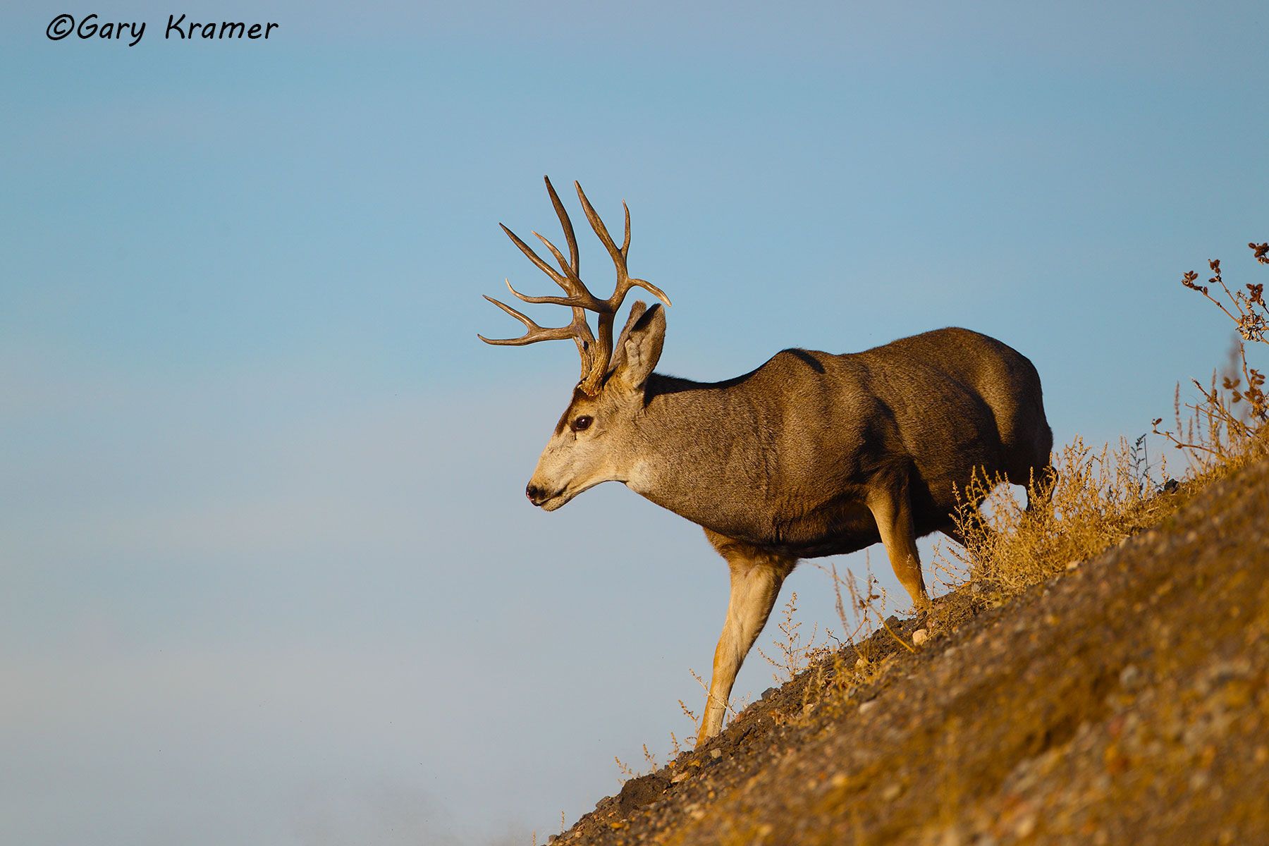 Mule Deer (Odocoileus hemionus hemionus) by GaryKramer.net, 530-934-3873, gkramer@cwo.com Mule Deer (Odocoileus hemionus hemionus) - NMDM#1487d