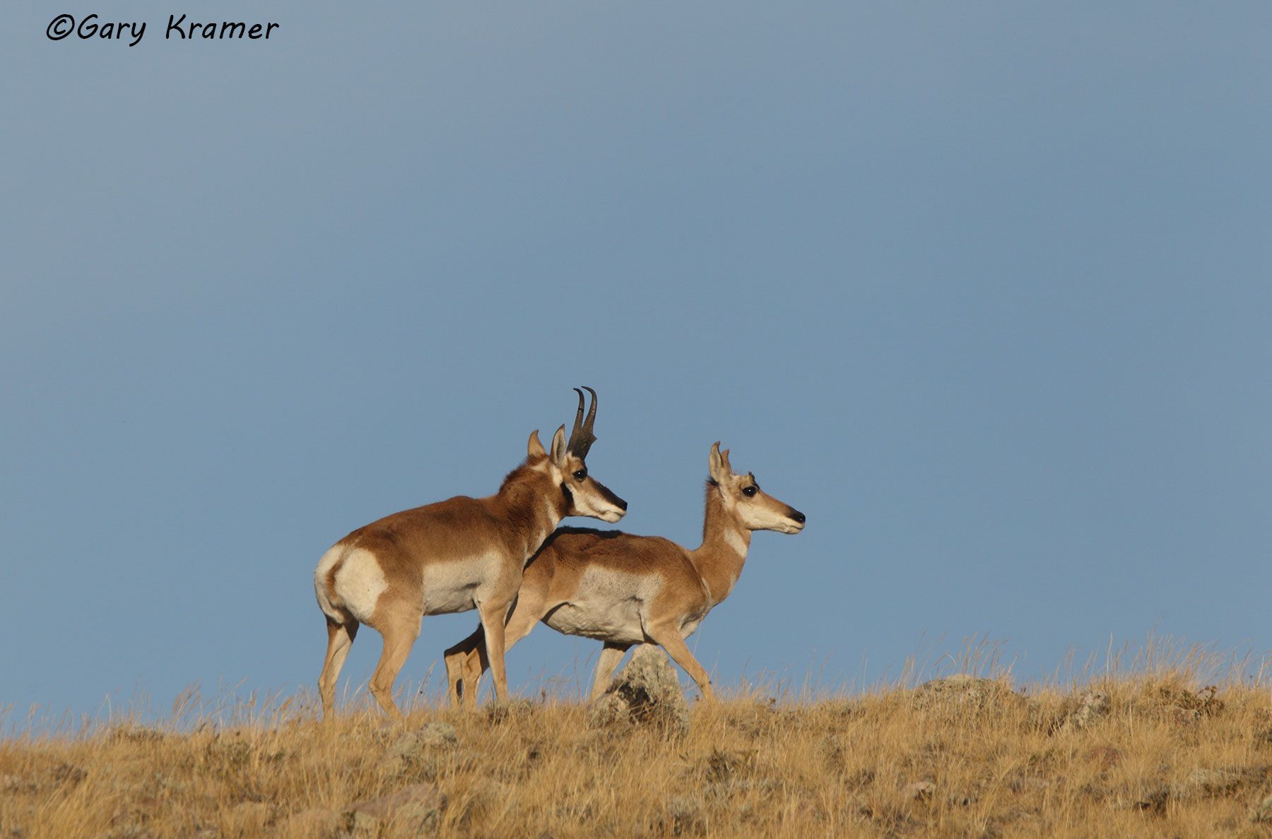 Pronghorn (Antilocapra americana) - NMP#432d