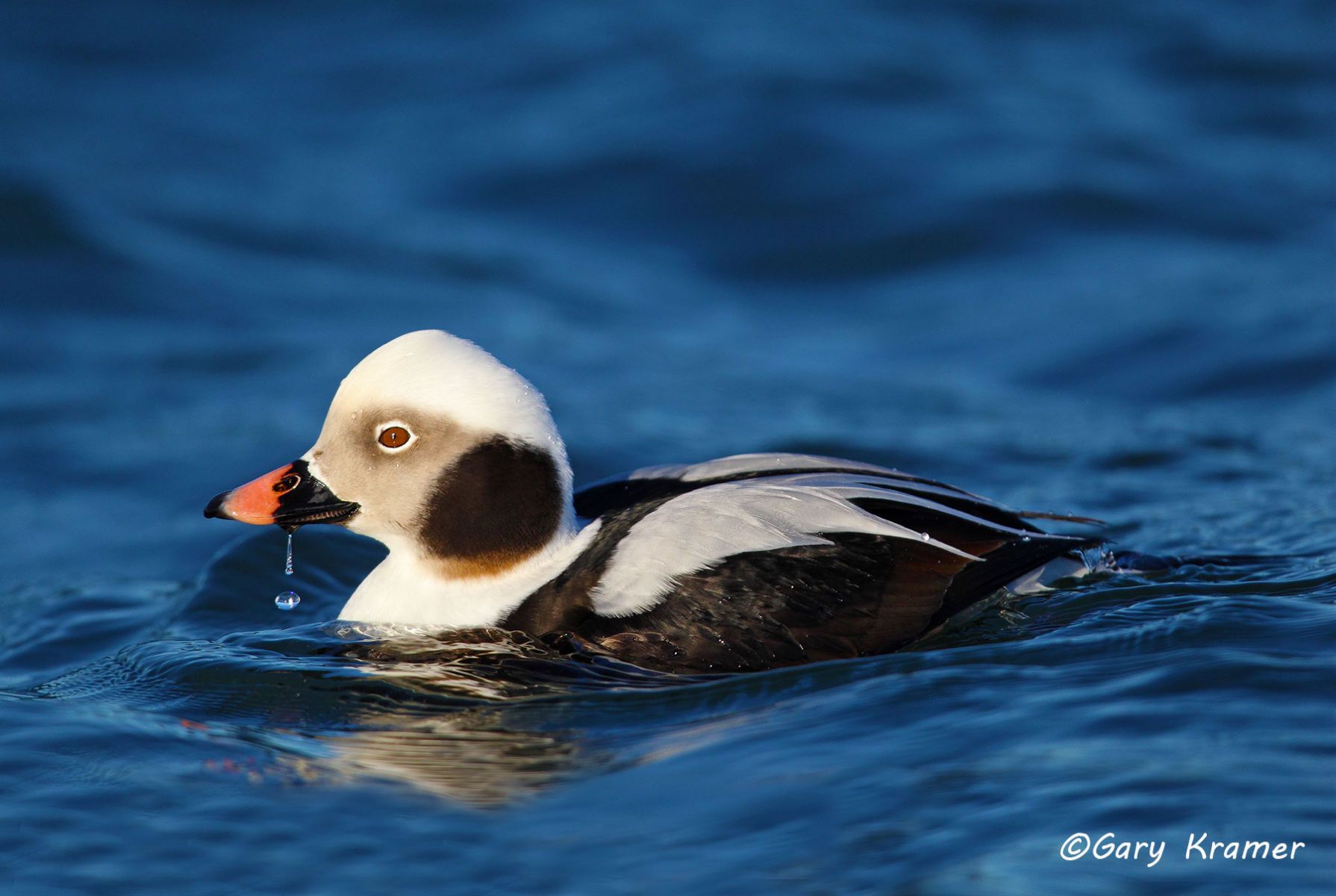 Long-tailed Duck  (winter) (Clangula hyemalis)   Long-tailed Duck (winter) (Clangula hyemalis)  - NBWO#322d