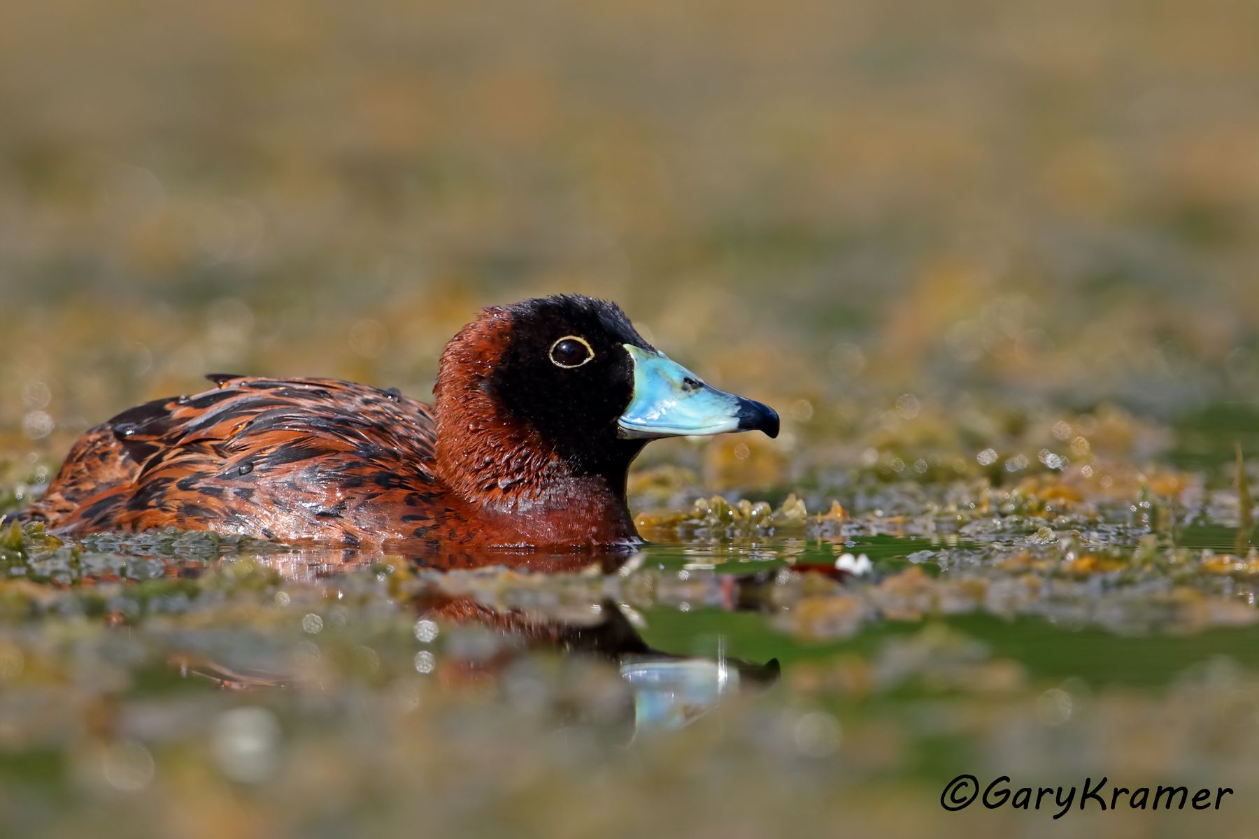 Masked Duck (Nomonyx donimica) - SBWDmn#136d (Brazil)