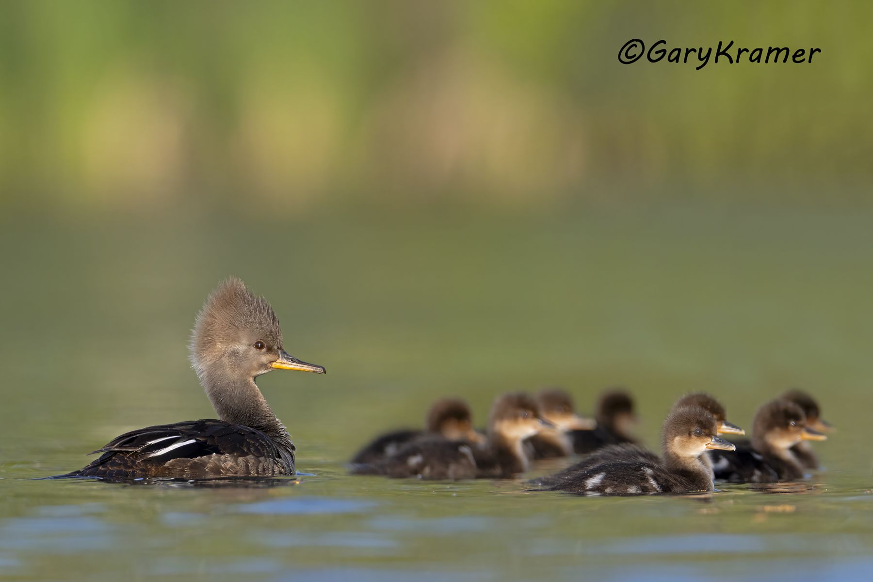 Hooded Merganser (Lophodytes cucullatus) - NBWMh#383d(2)