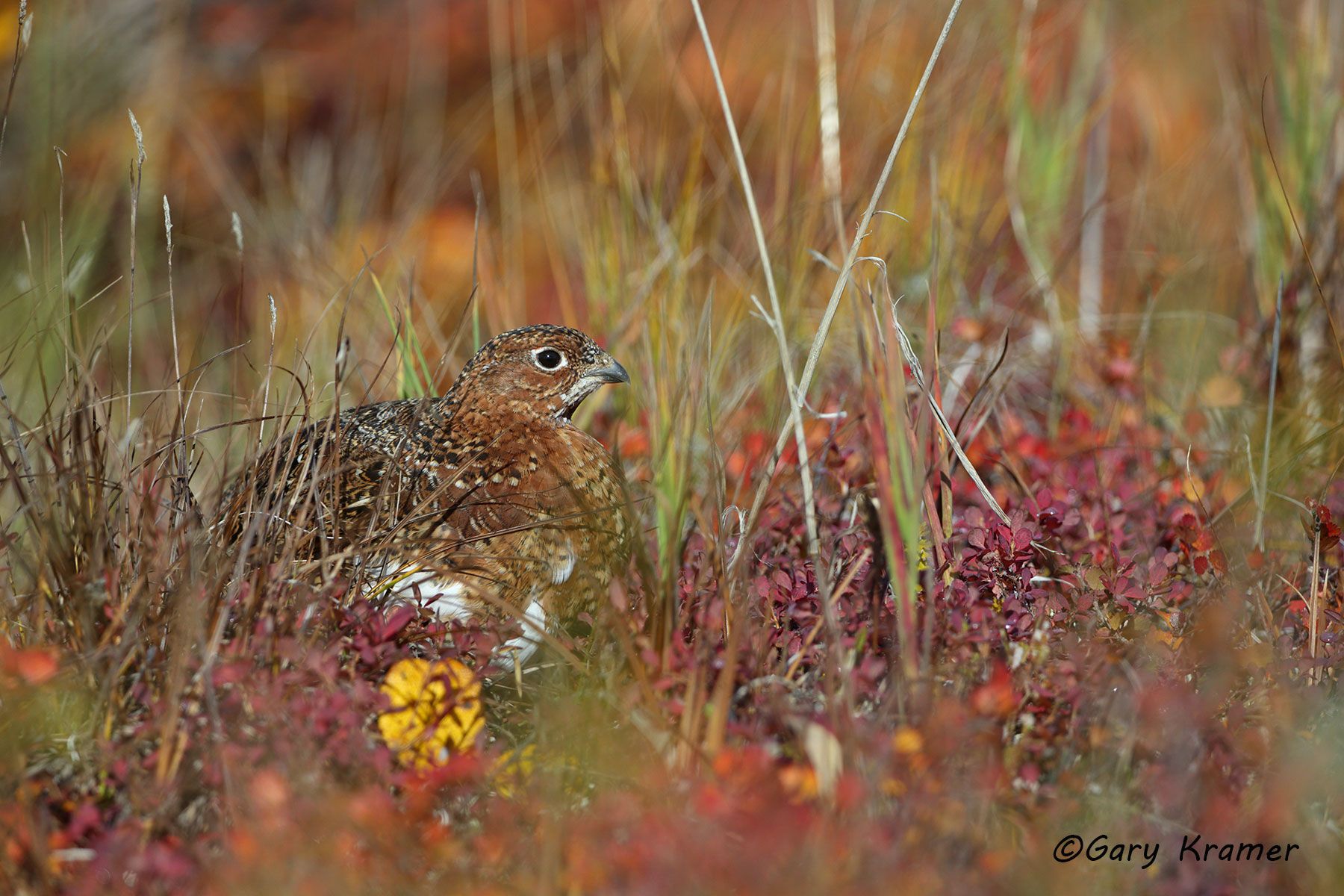 Willow Ptarmigan (summer-fall) (Lagopus lagopus) - NBGPw#274d