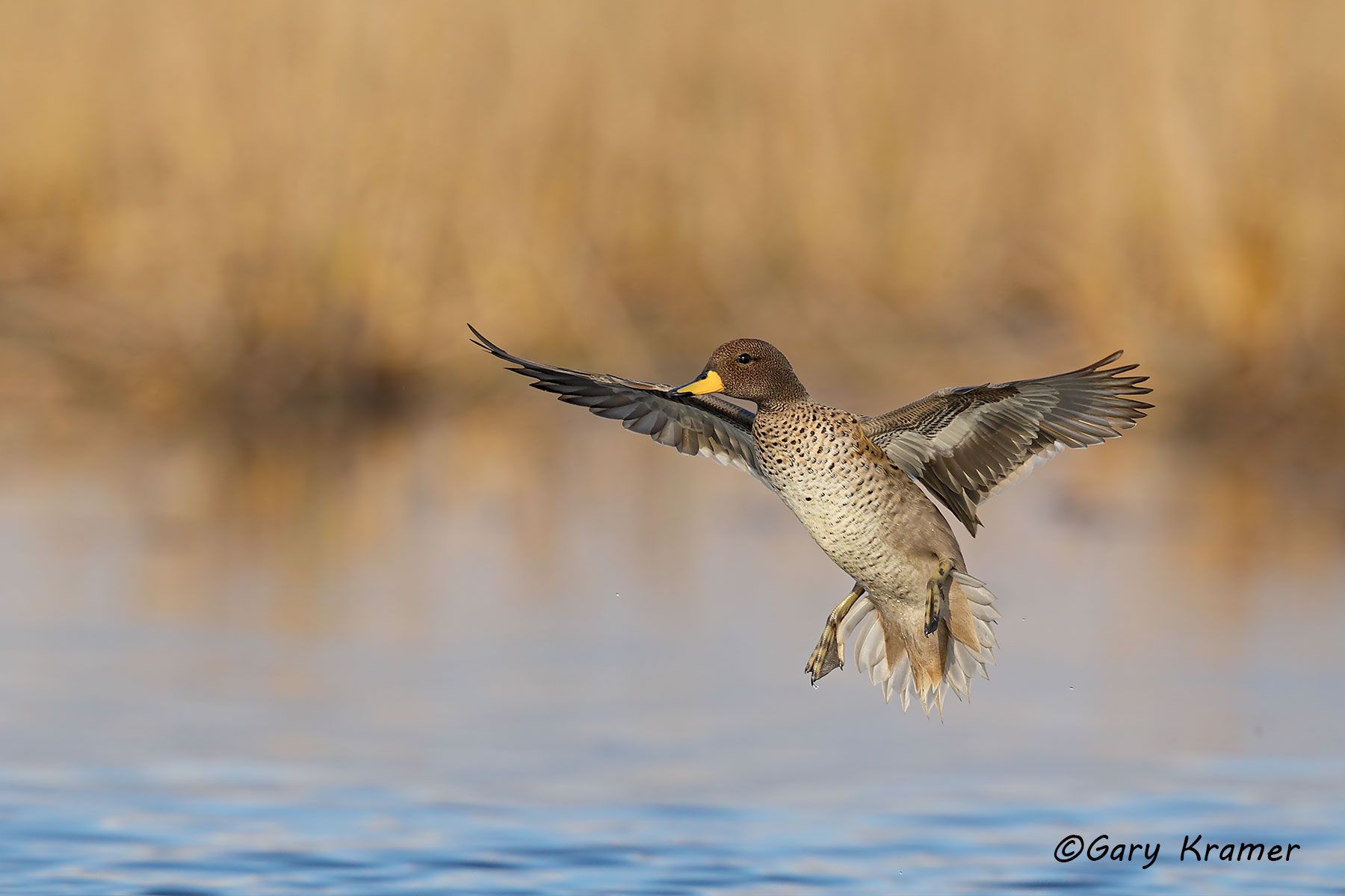 Yellow-billed Teal (Anas flavirostris) - SBWTs#143d (Argentina)